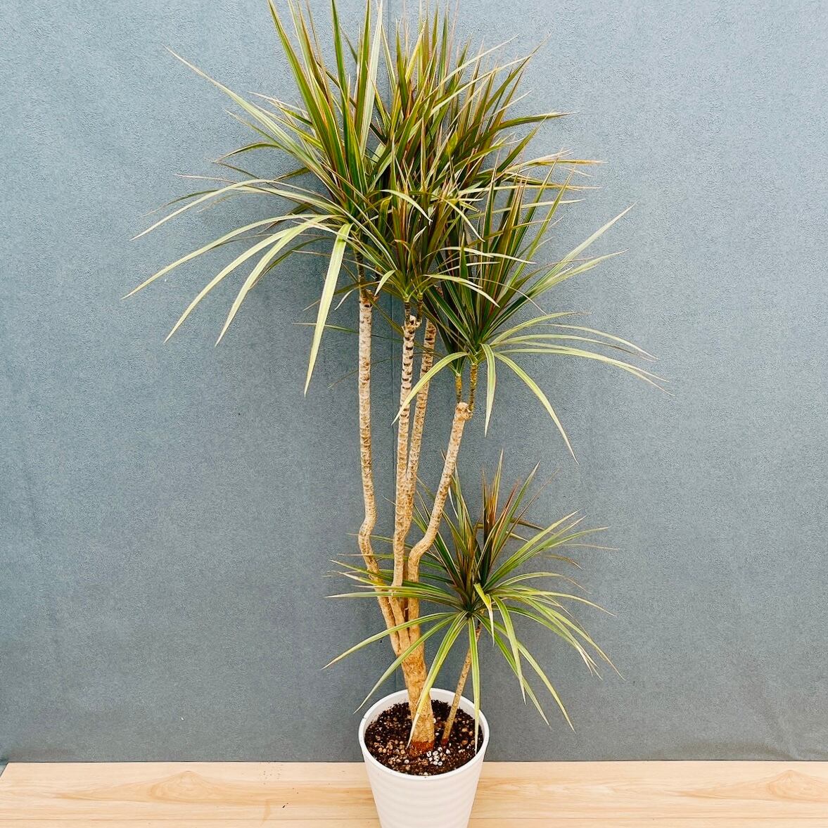 現品］4番 ドラセナ コンシンネ マジェンタ 観葉植物 室内 8号 プラ鉢