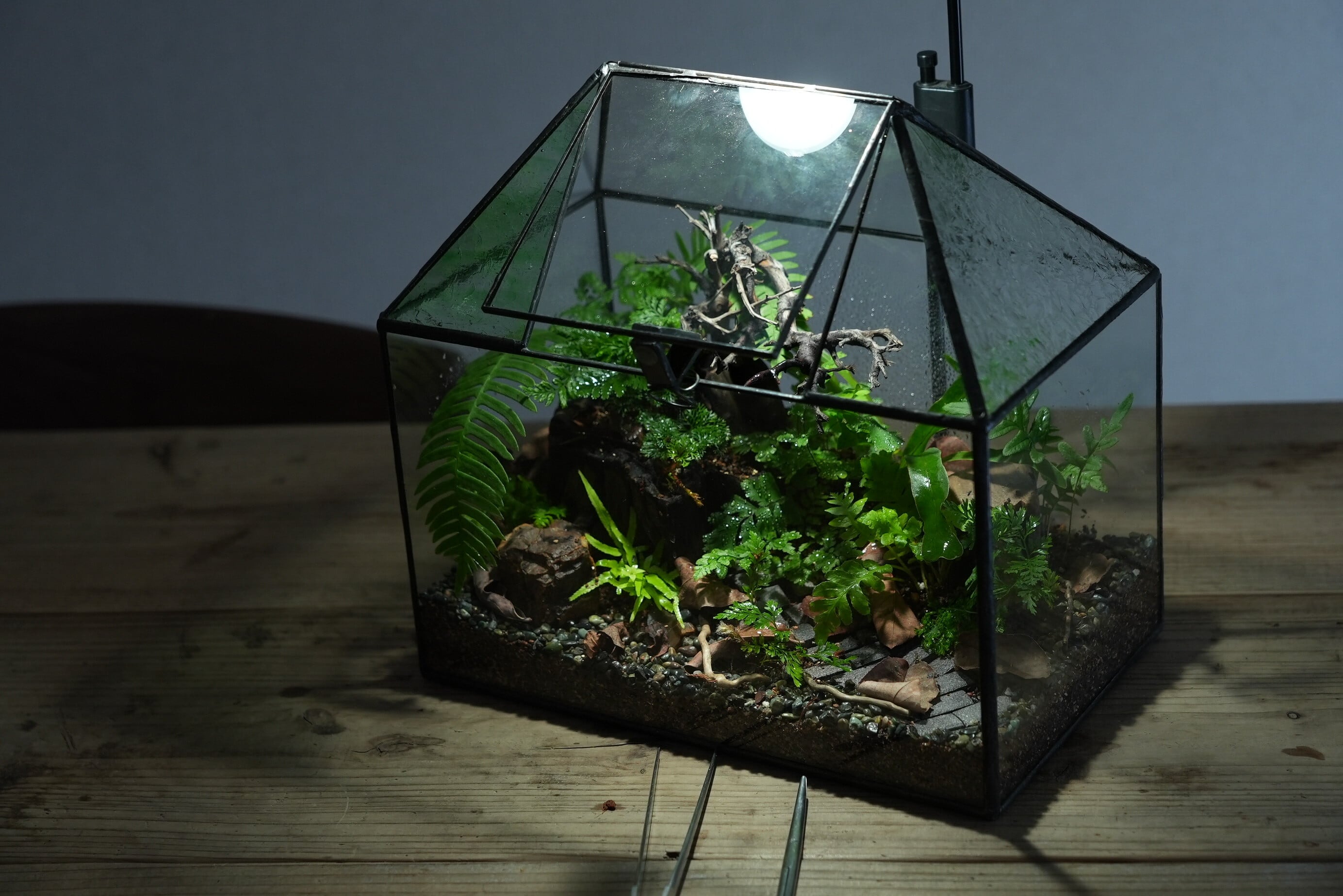 室内温室ワーディアンケース＋周辺機器＋温室植物 復刻】植物を育てるワーディアンケース － 19世紀の貴族が愛した小さな