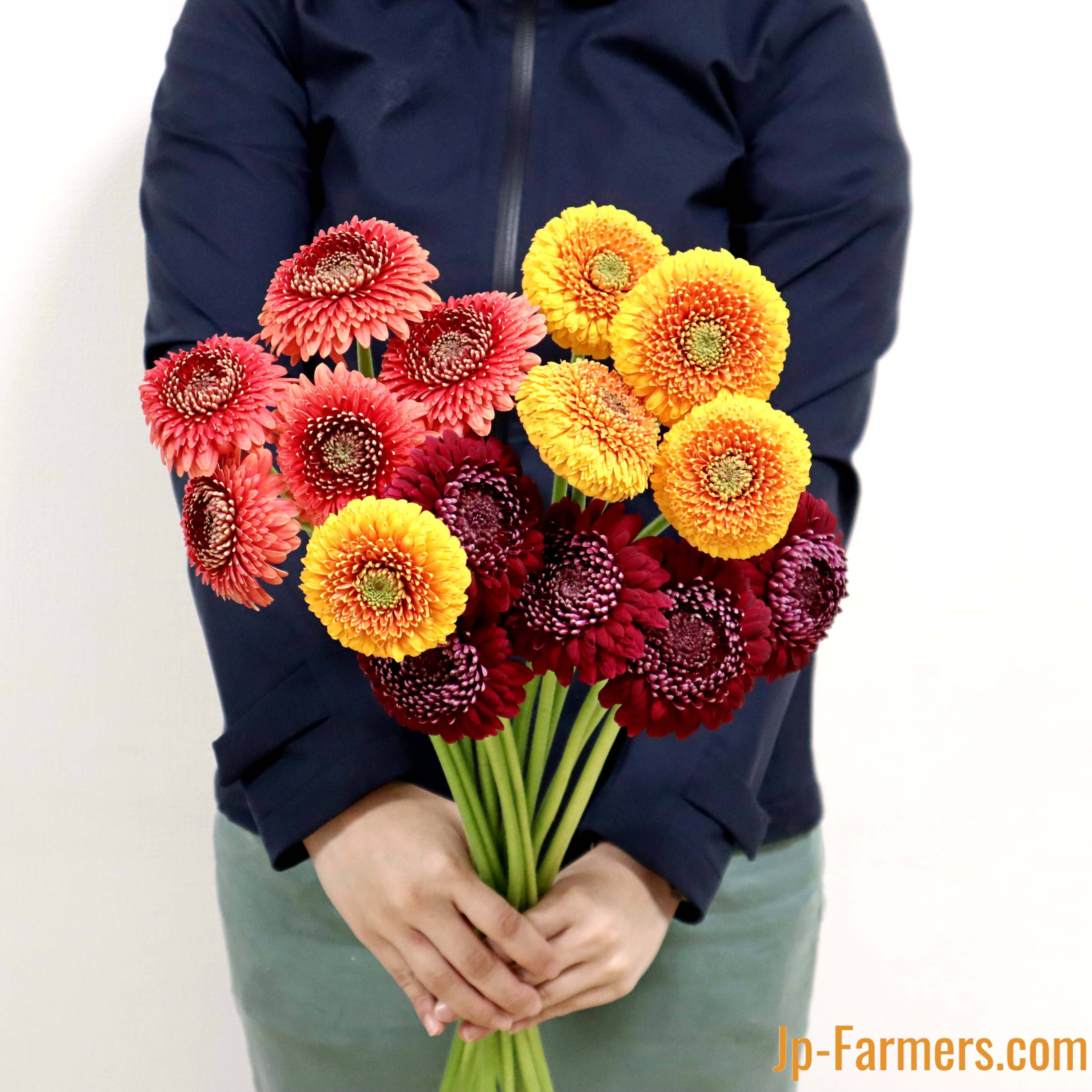 小滝さんの大輪ガーベラ ポンポン咲きアソート 15本 | 新鮮お花問屋 Jp