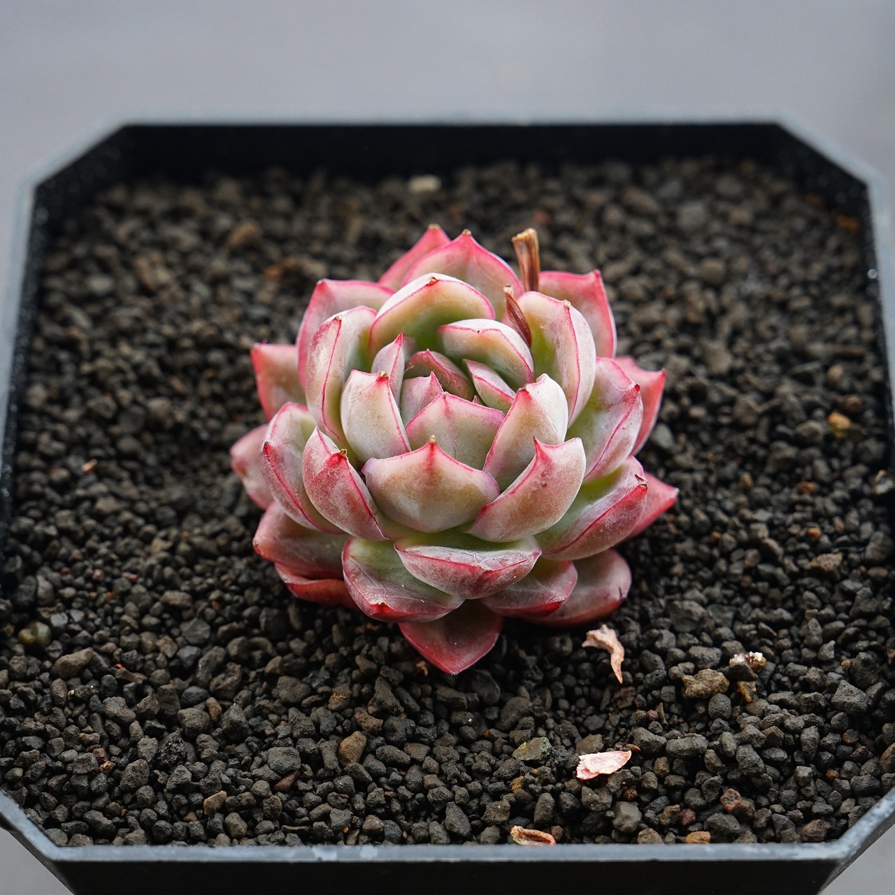 カット苗 クランベリー 小株 Echeveria 'Cranberry'