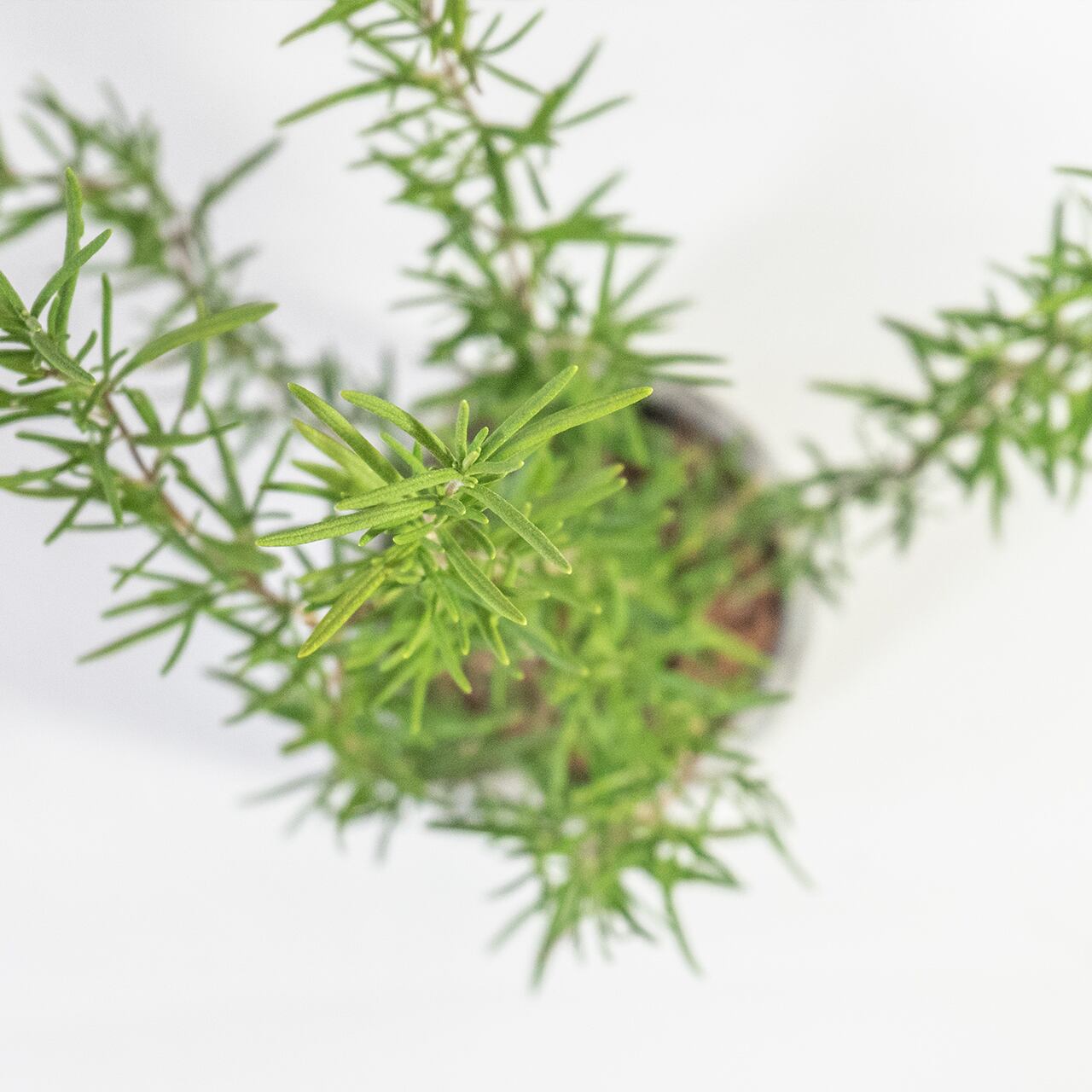 ローズマリー 香り豊かで丈夫な人気ハーブ 料理やハーブティーにも◎ おしゃれなモルタル鉢仕立てで室内外に最適