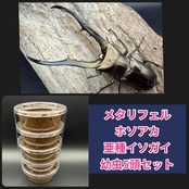 《メタリフェルホソアカ亜種イソガイ 幼虫5頭セット》