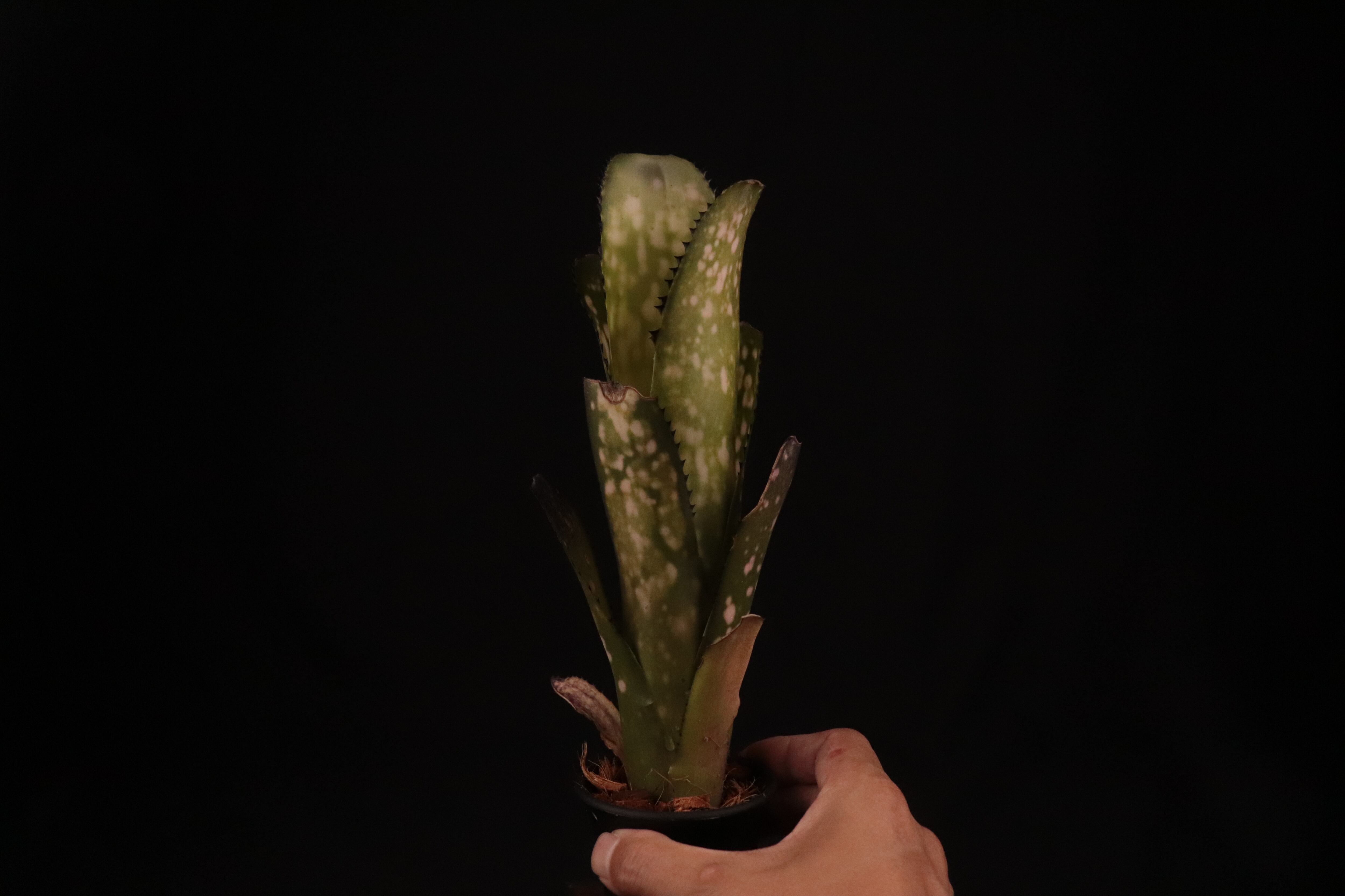 reserved】Billbergia 'Kolan Shark Bite'〔ビルベルギア〕現品発送