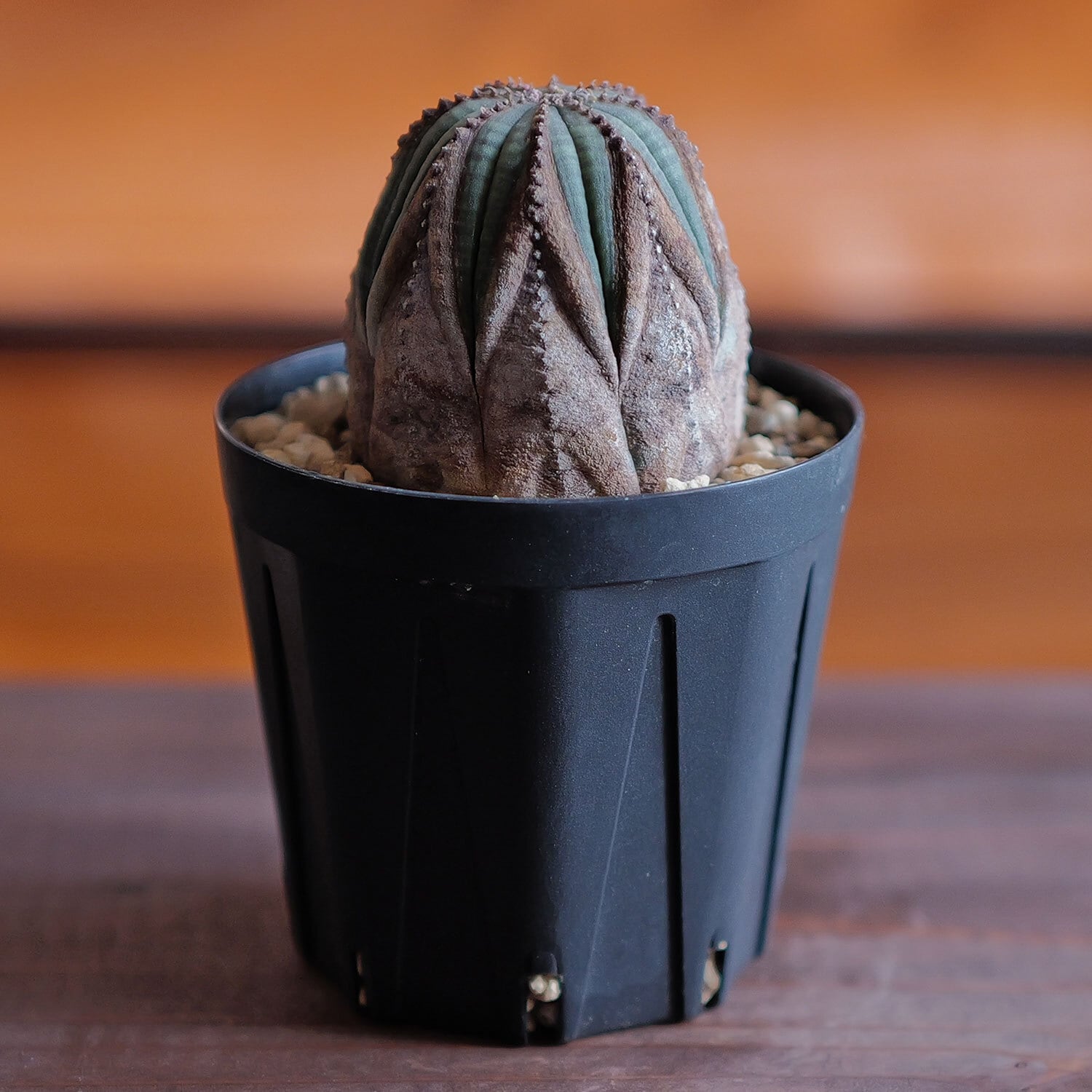 美模様 木質化 マイクロオベサ / ユーフォルビア | LIGHTHOUSE.PLANTS