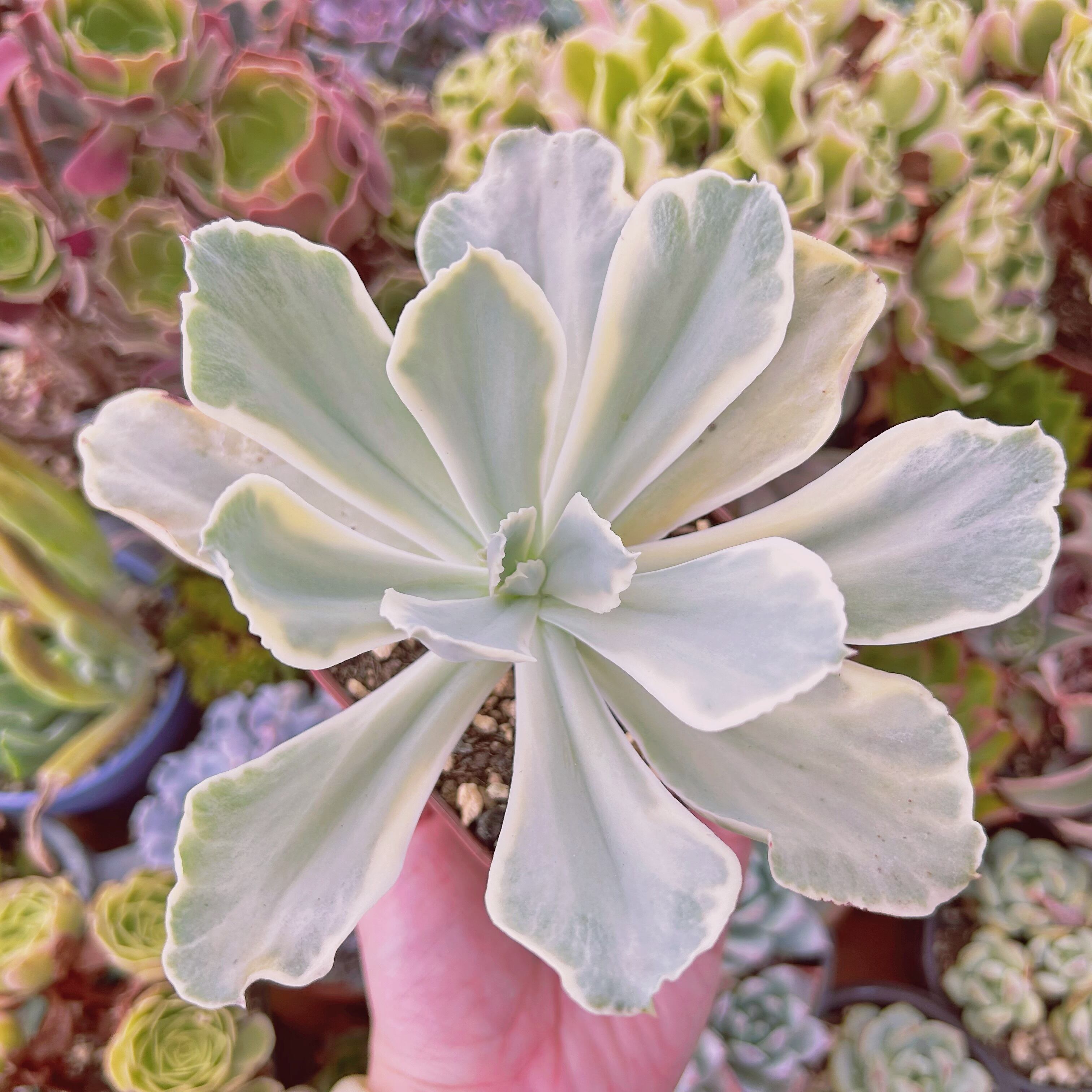 現物　多肉植物　moon river　特大　抜き苗