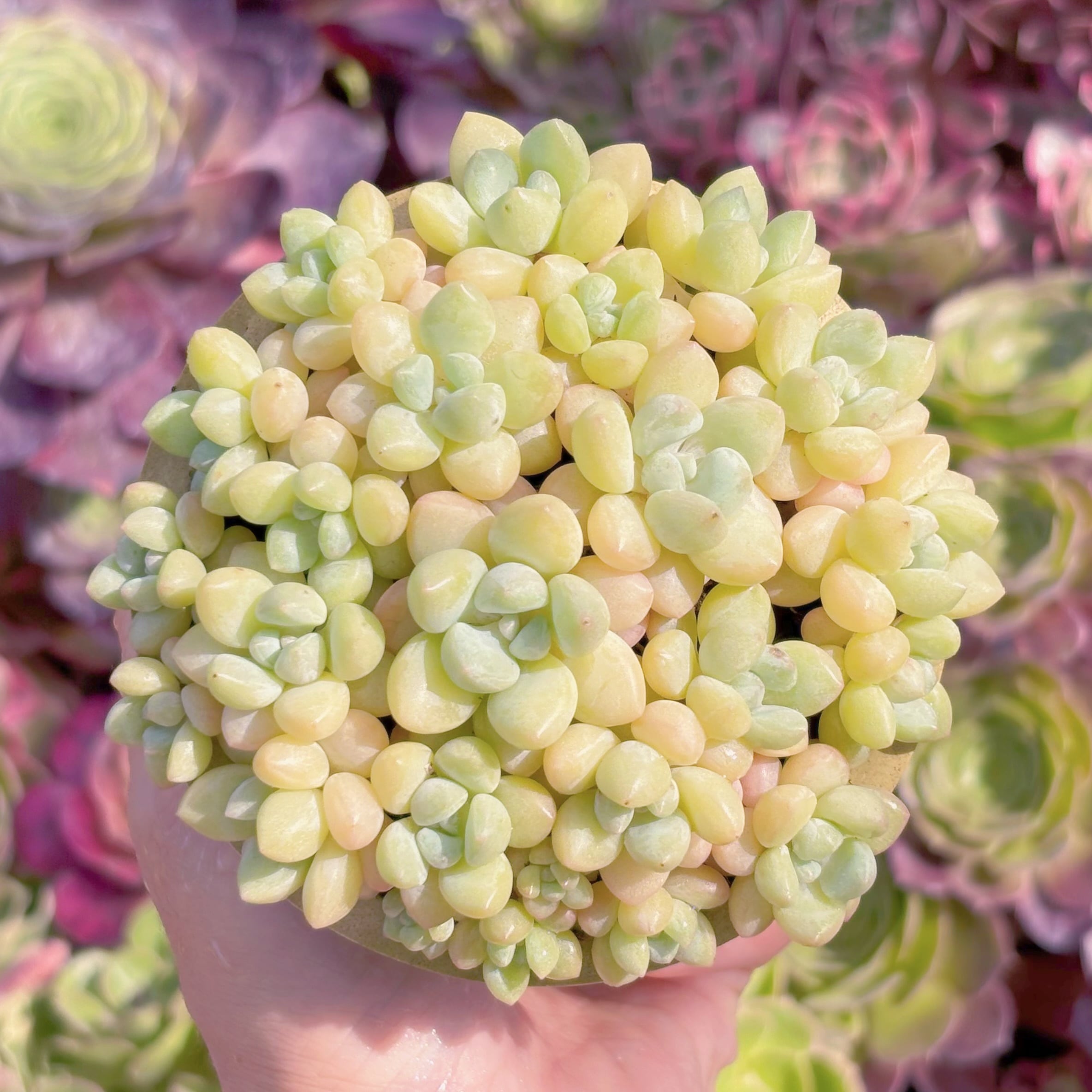 多肉植物　ピンクパール(7苗)　新入荷　るる農園