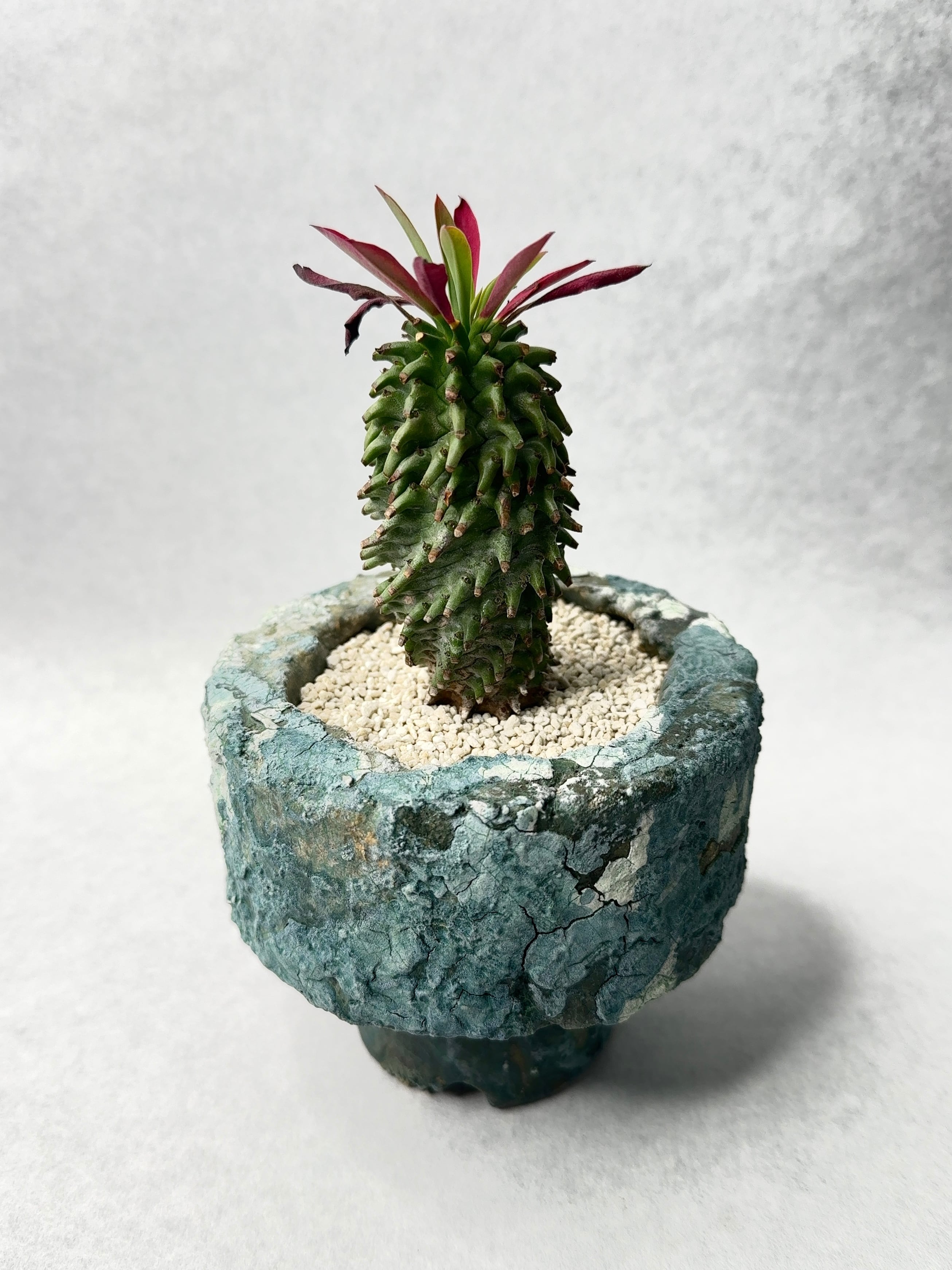 親株 ユーフォルビア 安曇野鉄甲 ユーフォルビア・安曇野鉄甲 | trigger