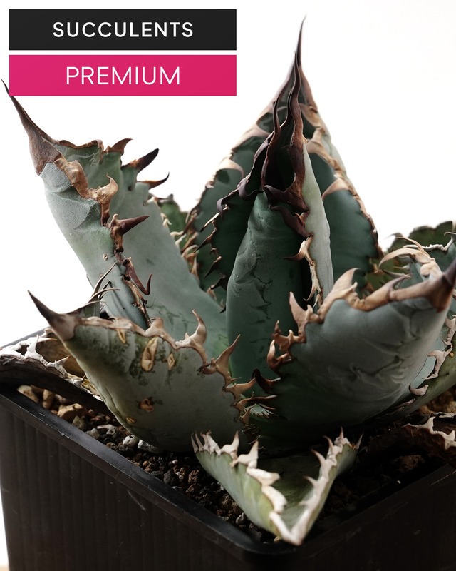 【PREMIUM】 抜き苗 ライオンズメーン Agave titanota 'Lion's Mane'