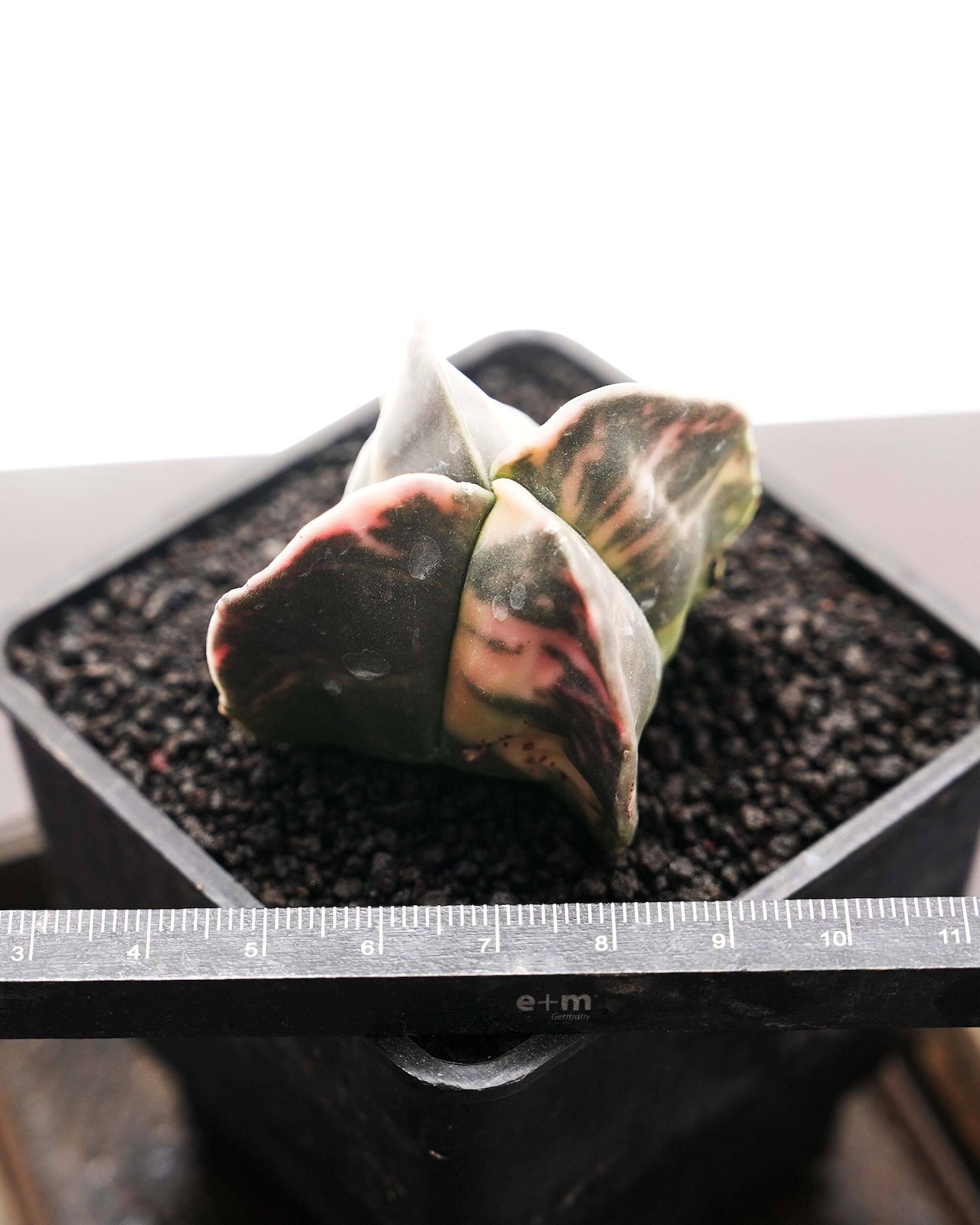 抜き苗 アストロフィツム 碧瑠璃鸞鳳玉錦 Astrophytum myriostigma var.nudum f.variegata