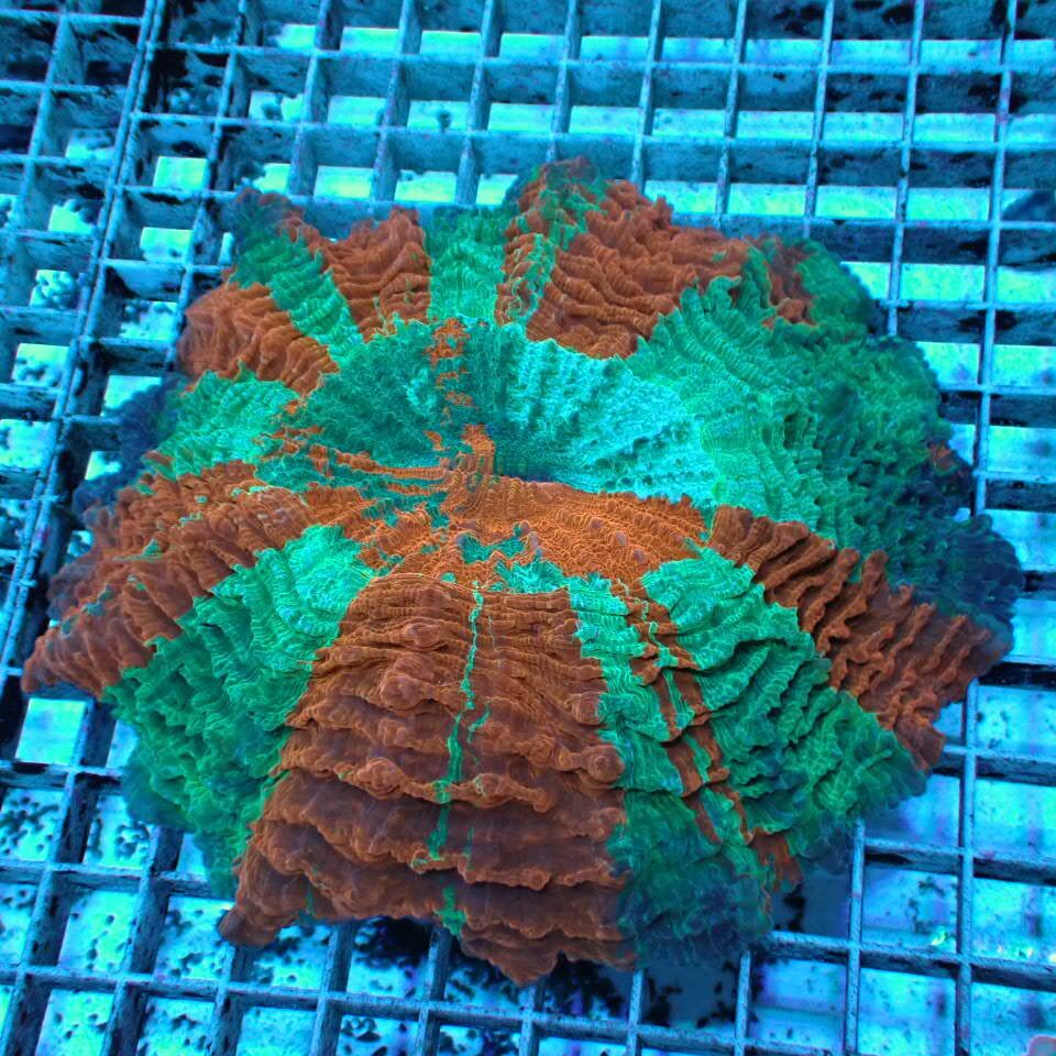 n323 アザミハナガタサンゴ | HOUSE REEF(ハウスリーフ)サンゴ・海水魚
