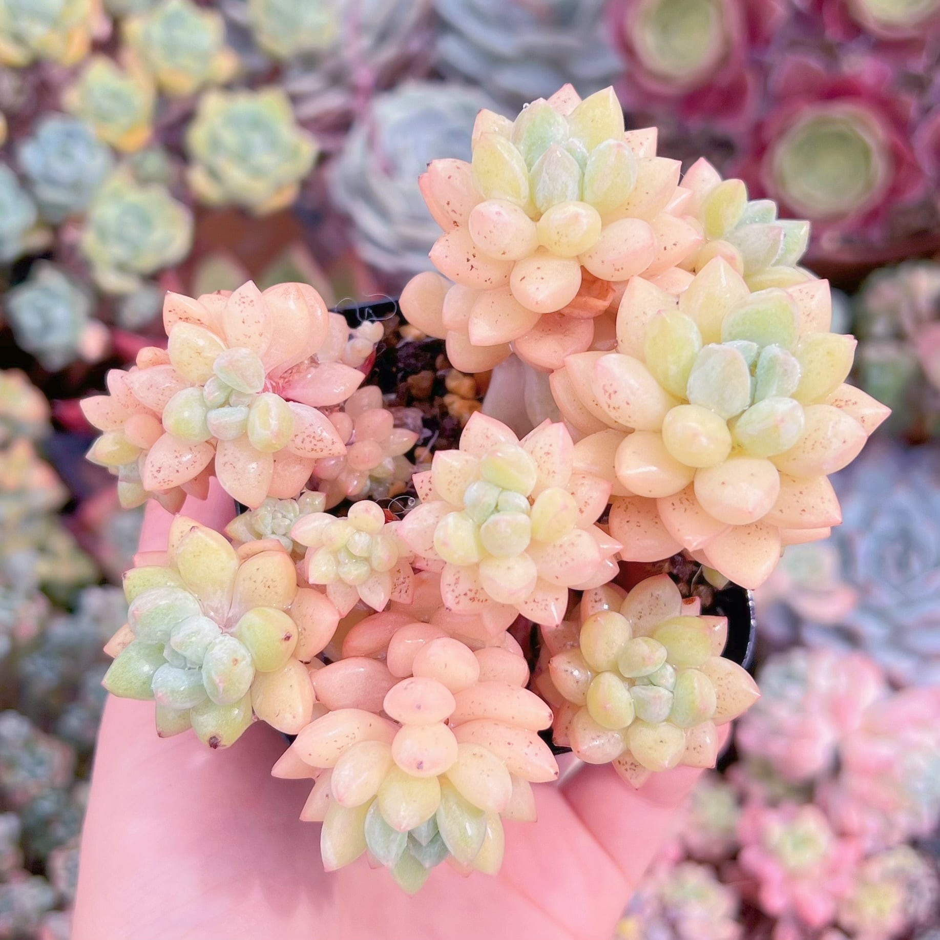 現品　ピンクパールsp#F022　るる農園