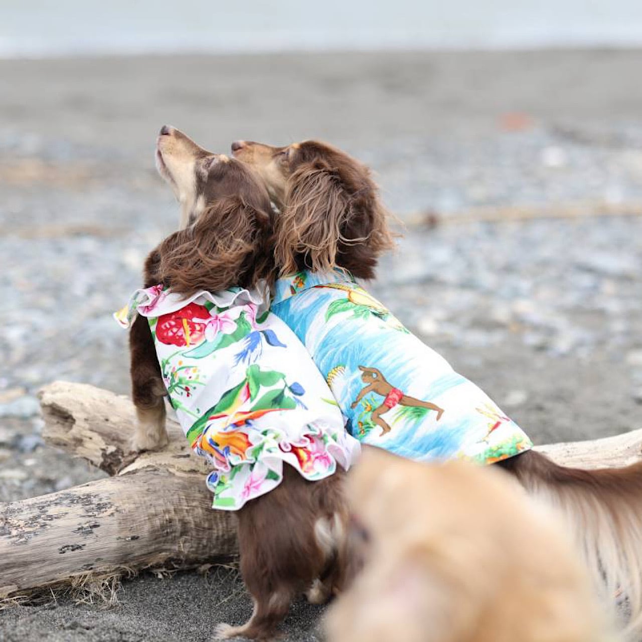 アロハシャツ | カニンヘンダックスとミニチュアダックス専門のお洋服