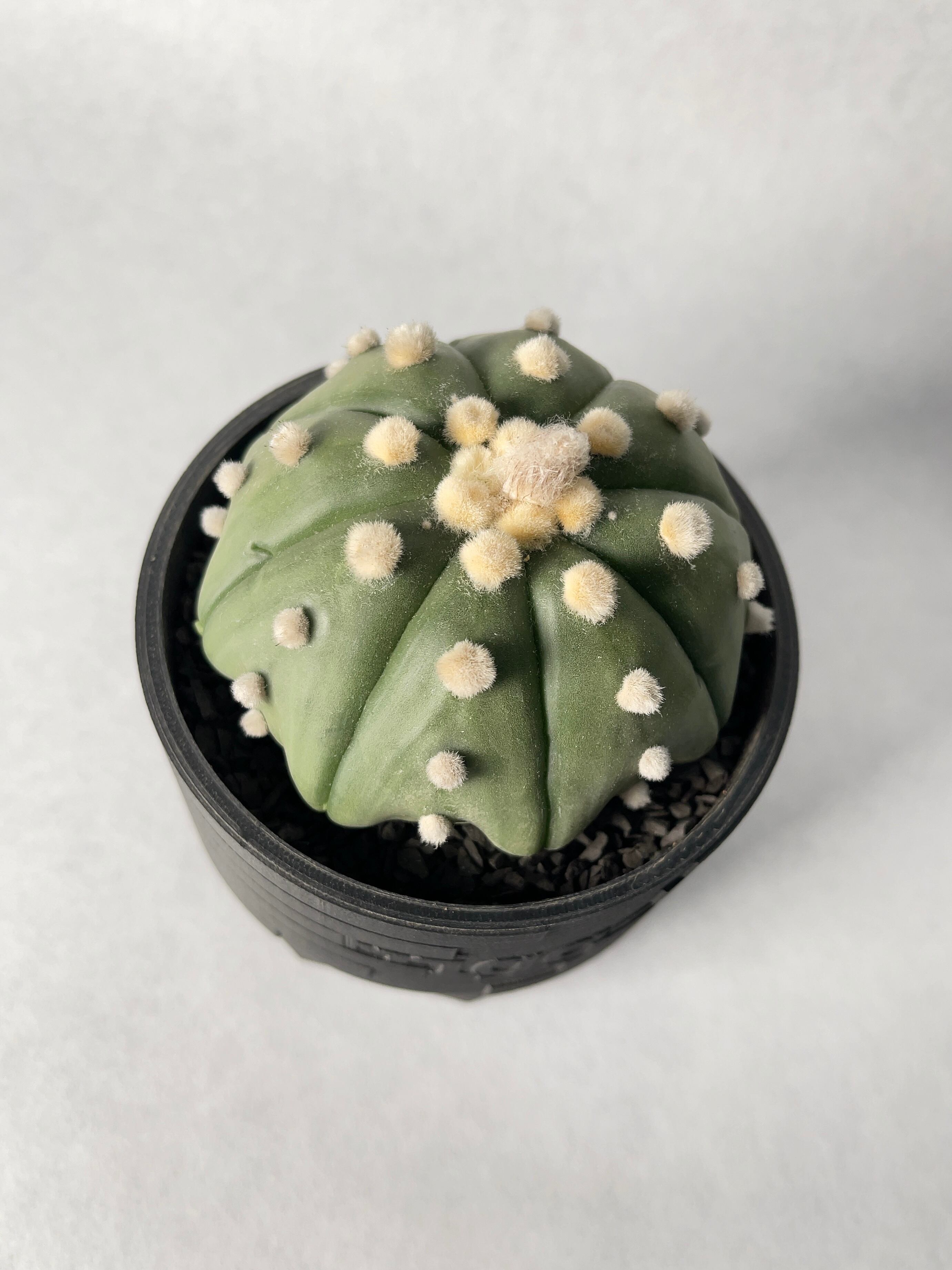 □アストロフィツム 王冠瑠璃兜✕たけろうポット □【本日まで