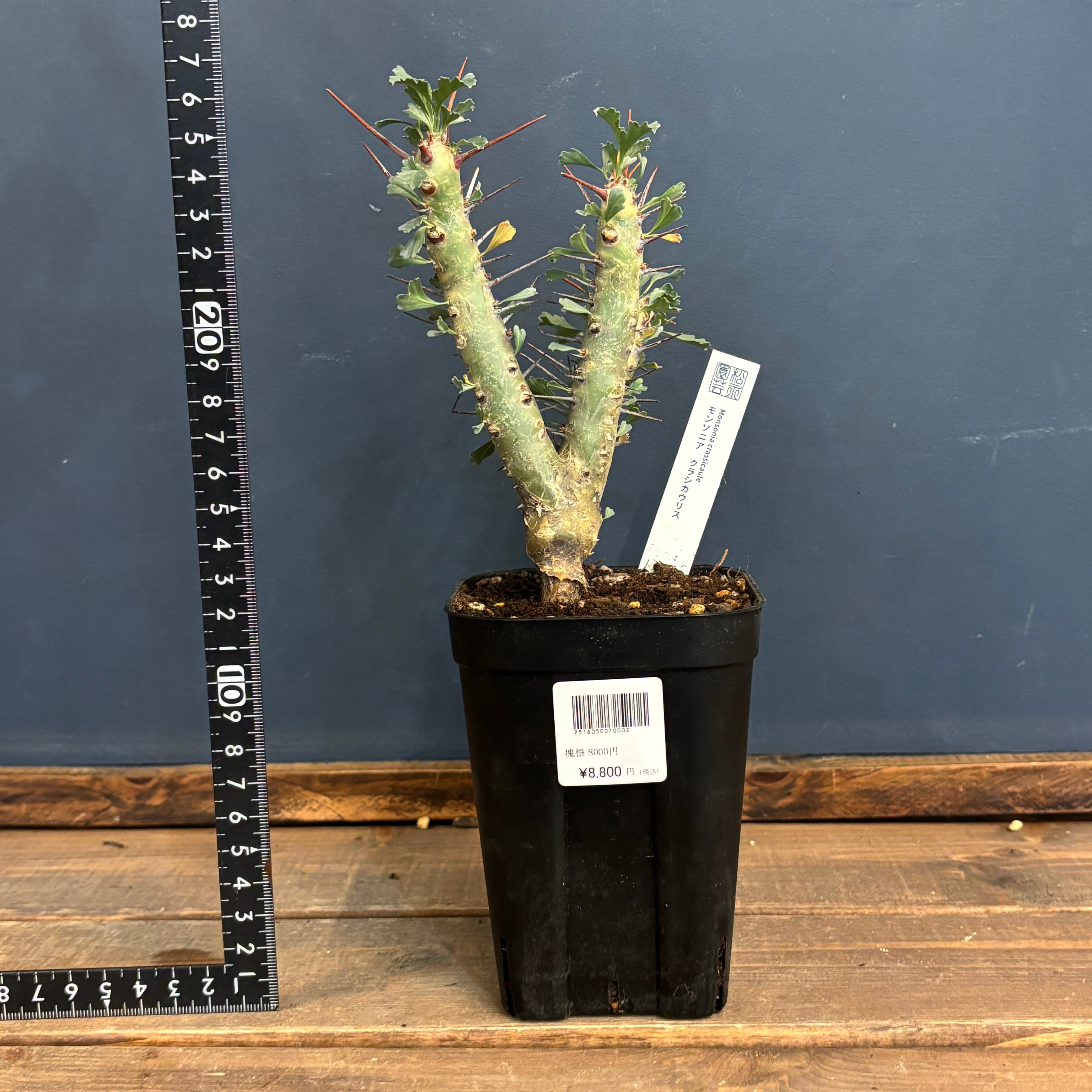 モンソニア クラシカウリス【973】 | PROTOLEAF プロトリーフ