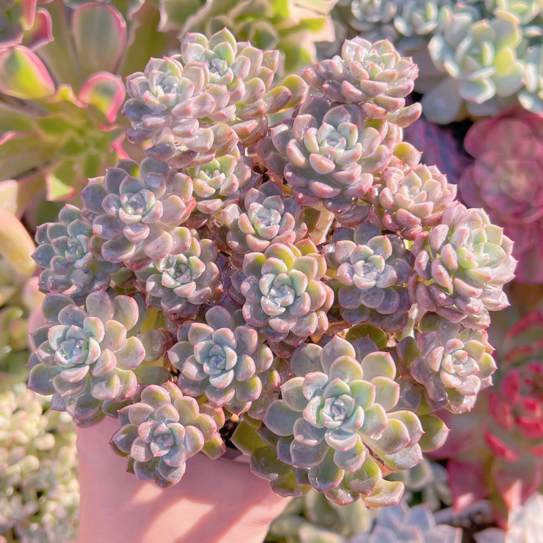 現品　ベビードール#201　大群生　新入荷