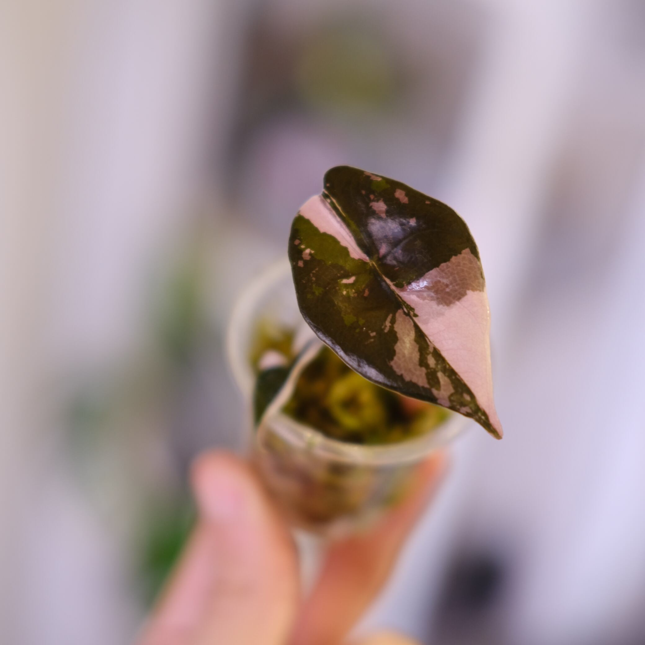 Alocasia chantrieri pink│アロカシア シャントリエリ ピンク⑧│観葉