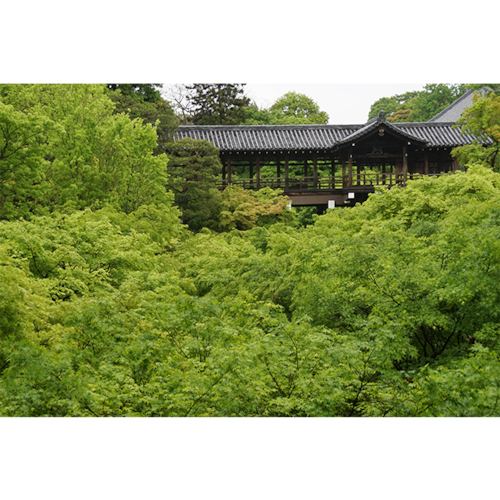茂る京都1