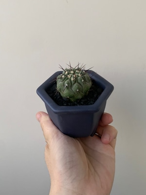 【新着】Copiapoa cinerea var. columna-alba × nos pot navy【Konect・俺の孤竜丸】コピアポア コルムナルバ