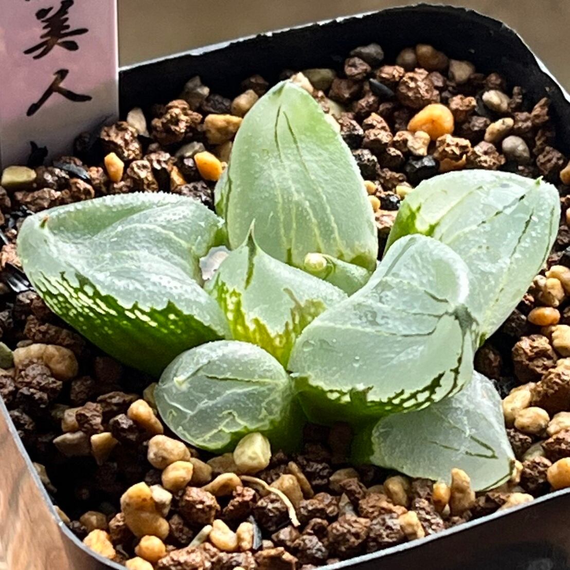 ハオルチア 丸葉ピグマエア錦 ハオルチア 丸葉ピグマエア錦 | mocono_plants