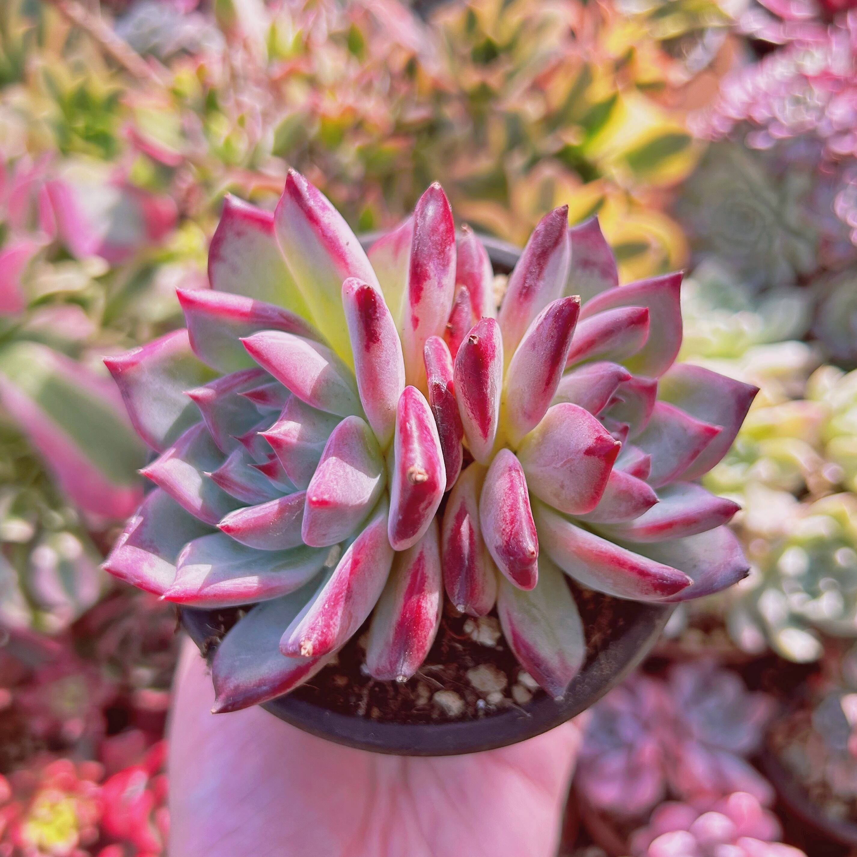 現物　多肉植物　ラタム　大群生