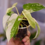 Philodendron Radiatum x Florida Beauty x Mayoi / フィロデンドロン②