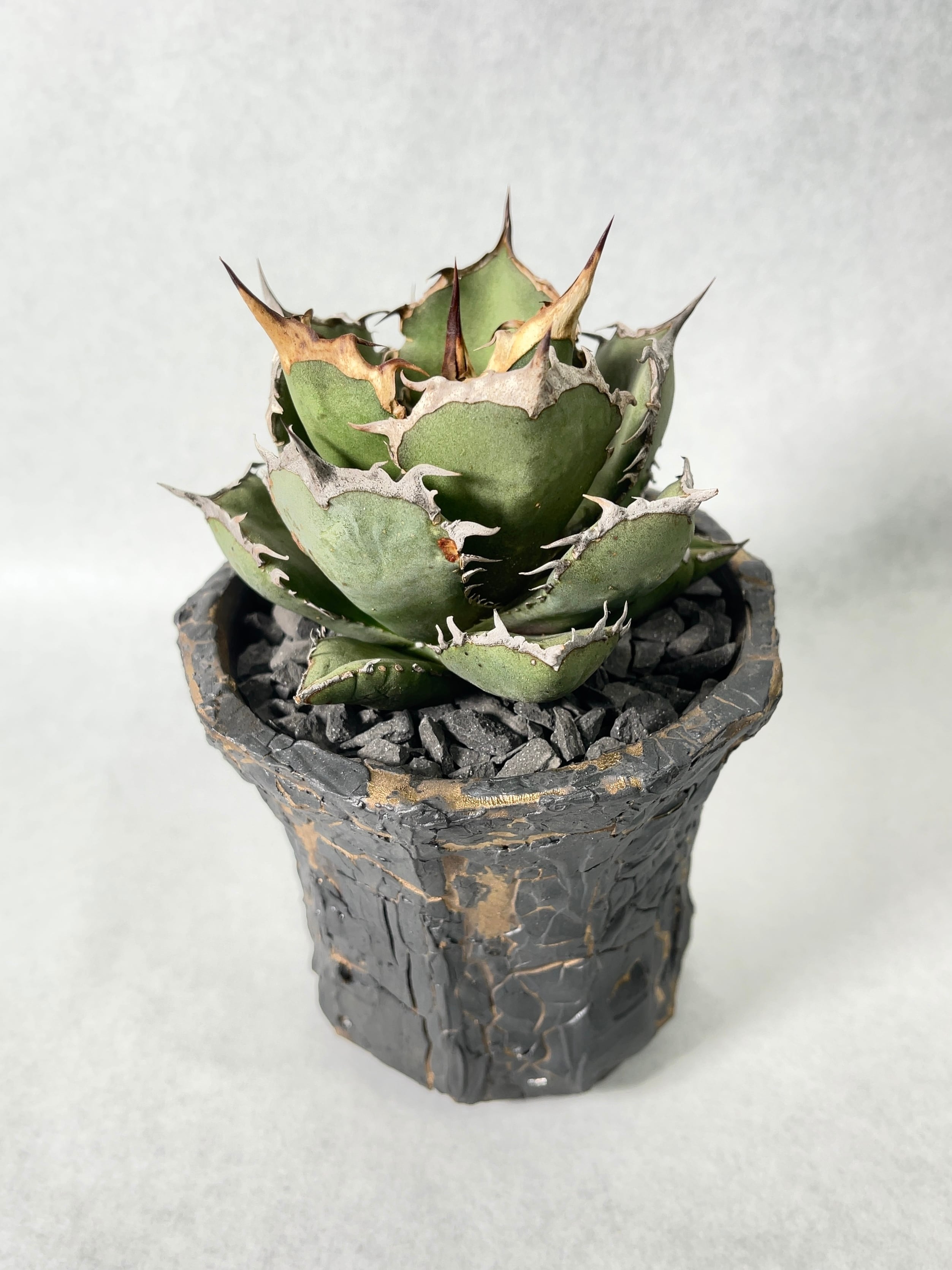 アガベ チタノタ 烈炎 親株 【公式通販】