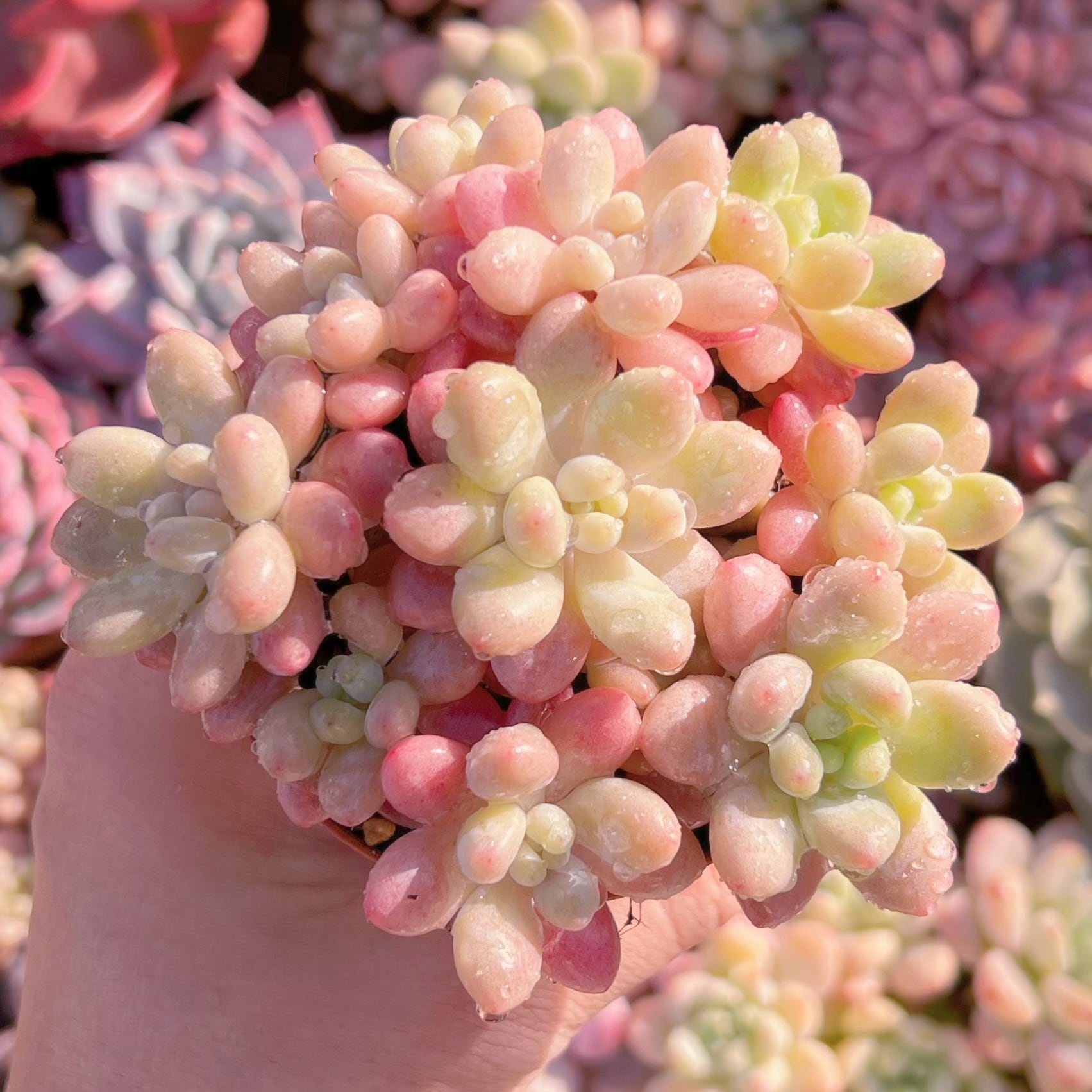 現品　キャビア#216　新入荷　るる農園