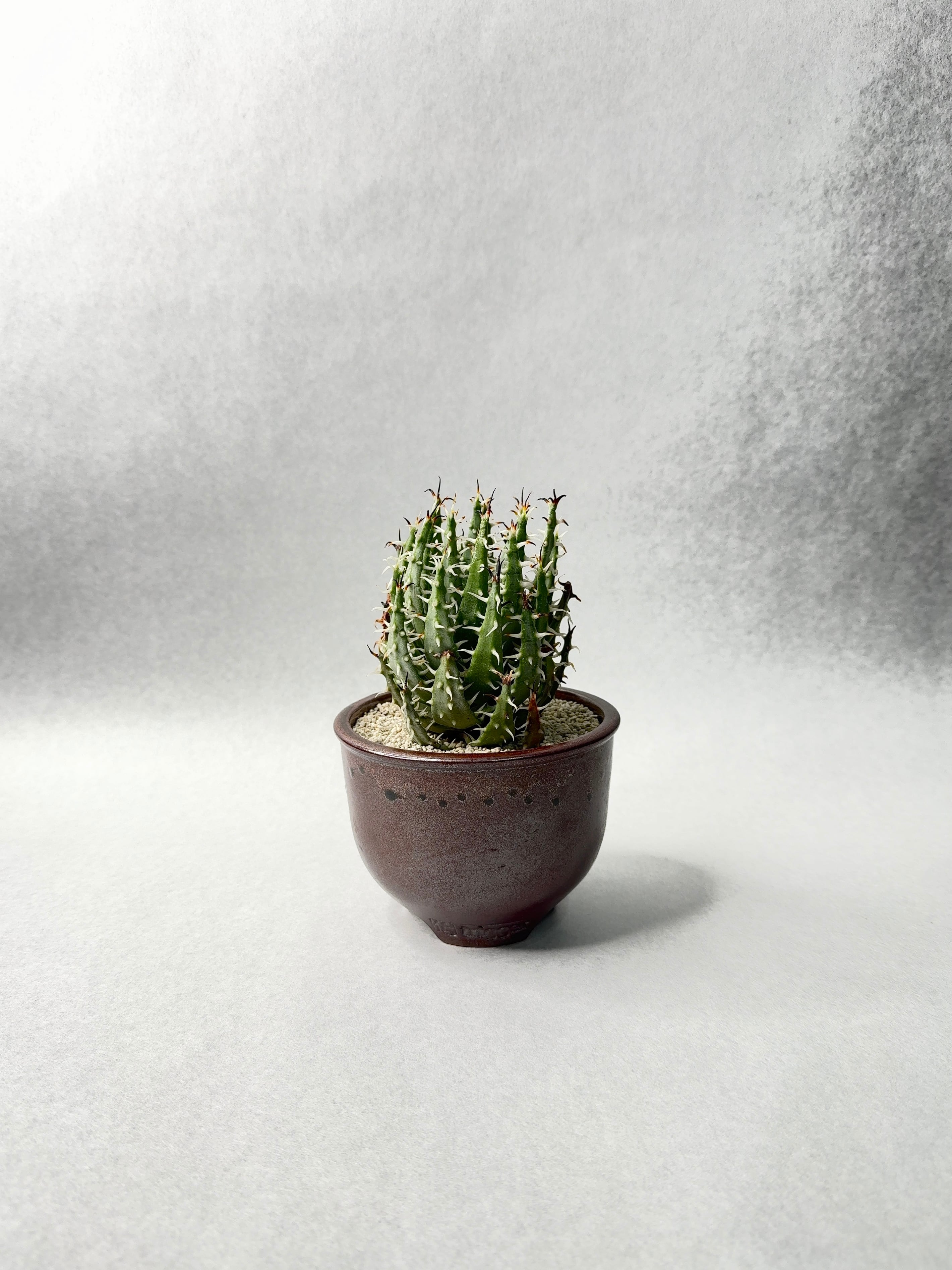 アロエ・エリナケア | trigger