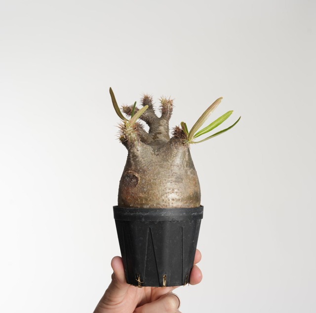 パキポディウム グラキリス no.12〈発根済み〉