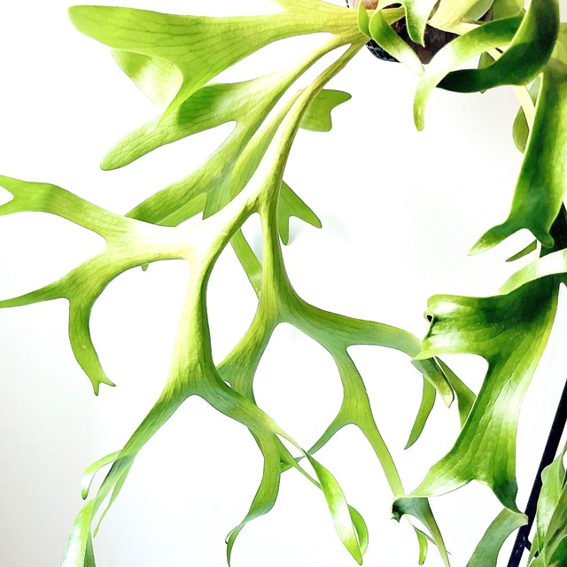 【一点物】圧倒的迫力・大型ビカクシダ コロナリウム（H80cm×W55cm）