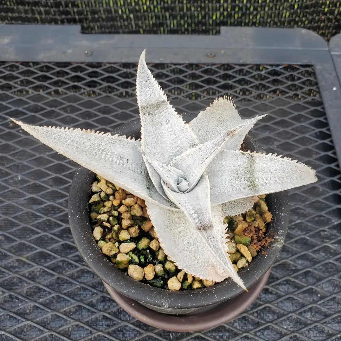 Dyckia（ディッキア） | レアプランツ通販サイトPlants Maniax