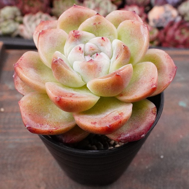 【丸葉アルバビューティー 1】韓国多肉の原点　可愛い　エケベリア