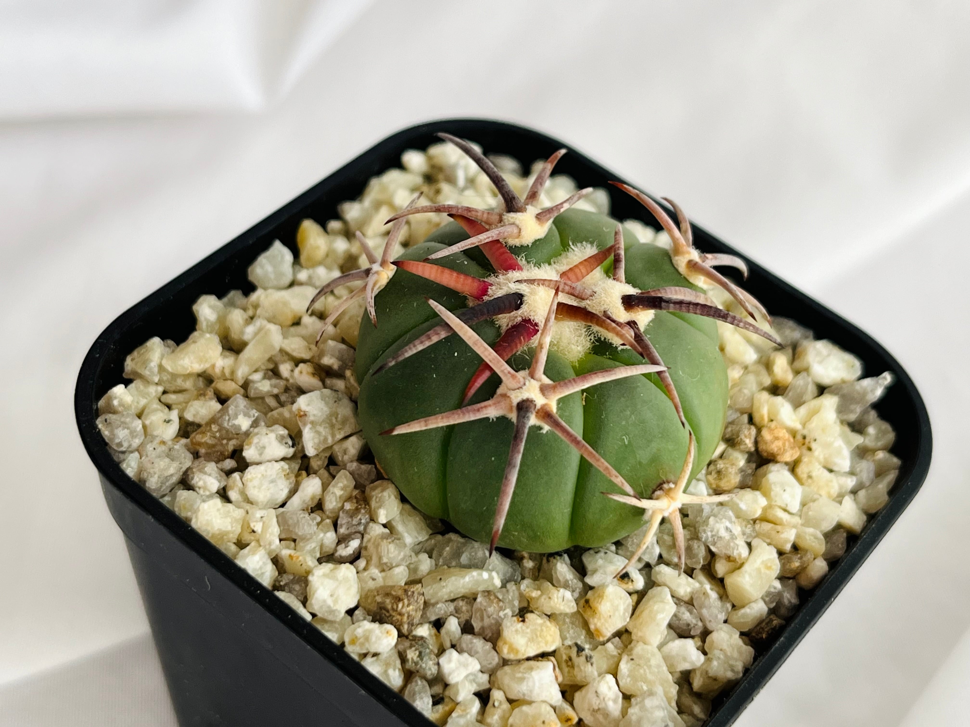 Echinocactus horizonthalonius エキノカクタス 翠平丸 サボテン