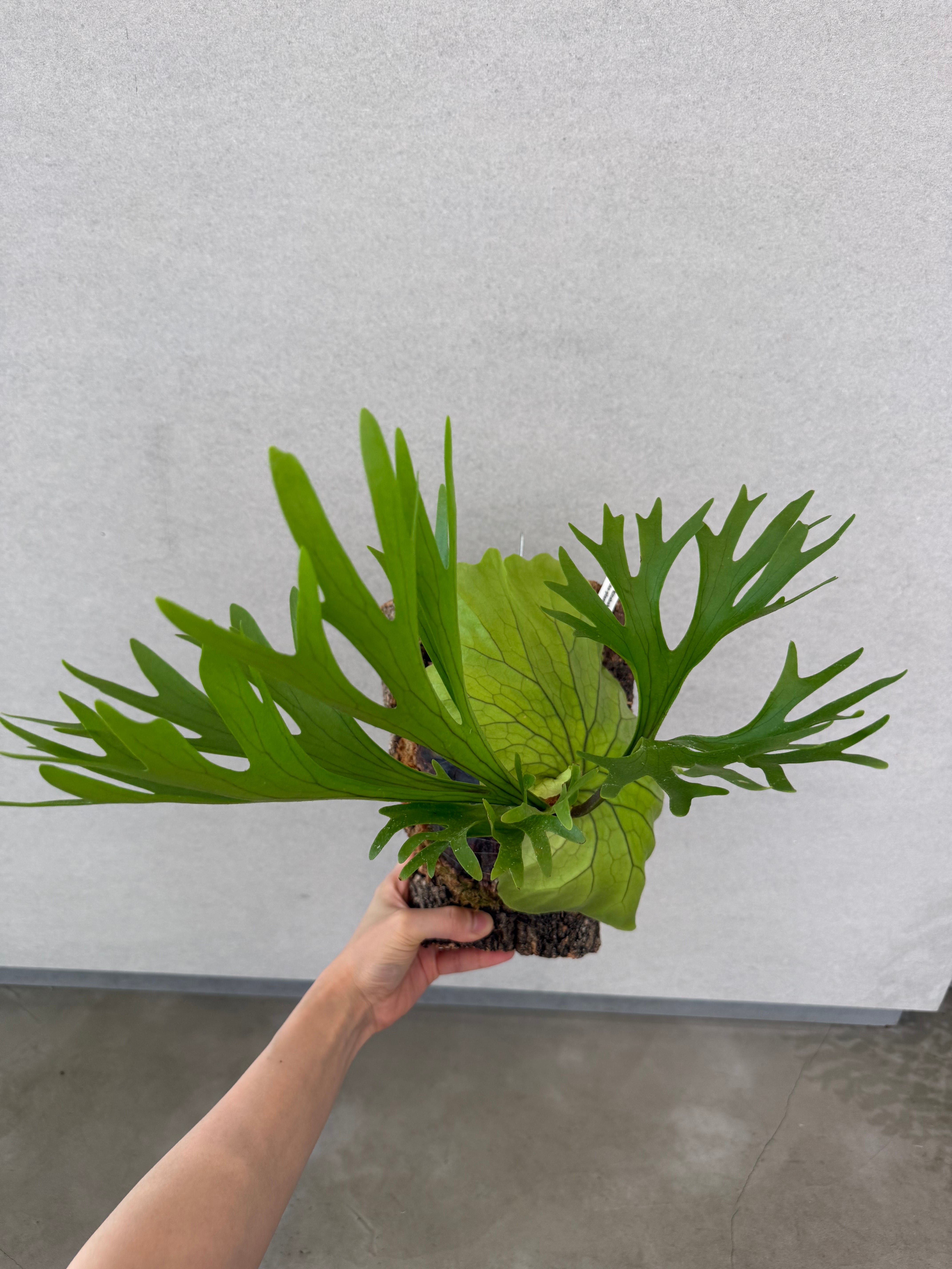 P. stemaria HG317 バンダカ産 コルク付【2株半額】 vandaka plants