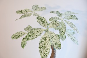 【L】【80cm】パキラ ミルキーウェイ/Pachira ※陶器鉢付き