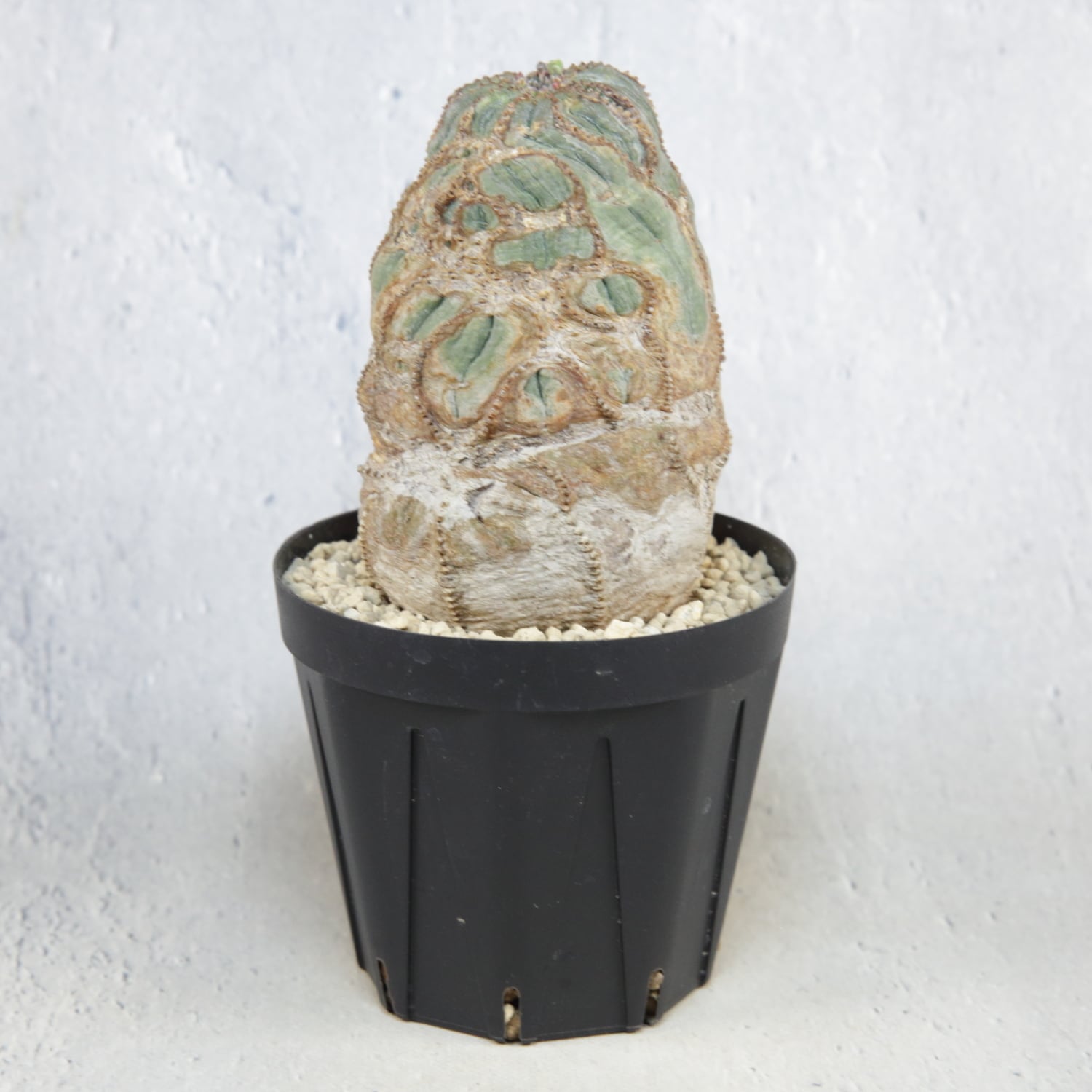 超厳選株】大株 超捻じれ マウンテン オベサ / ユーフォルビア