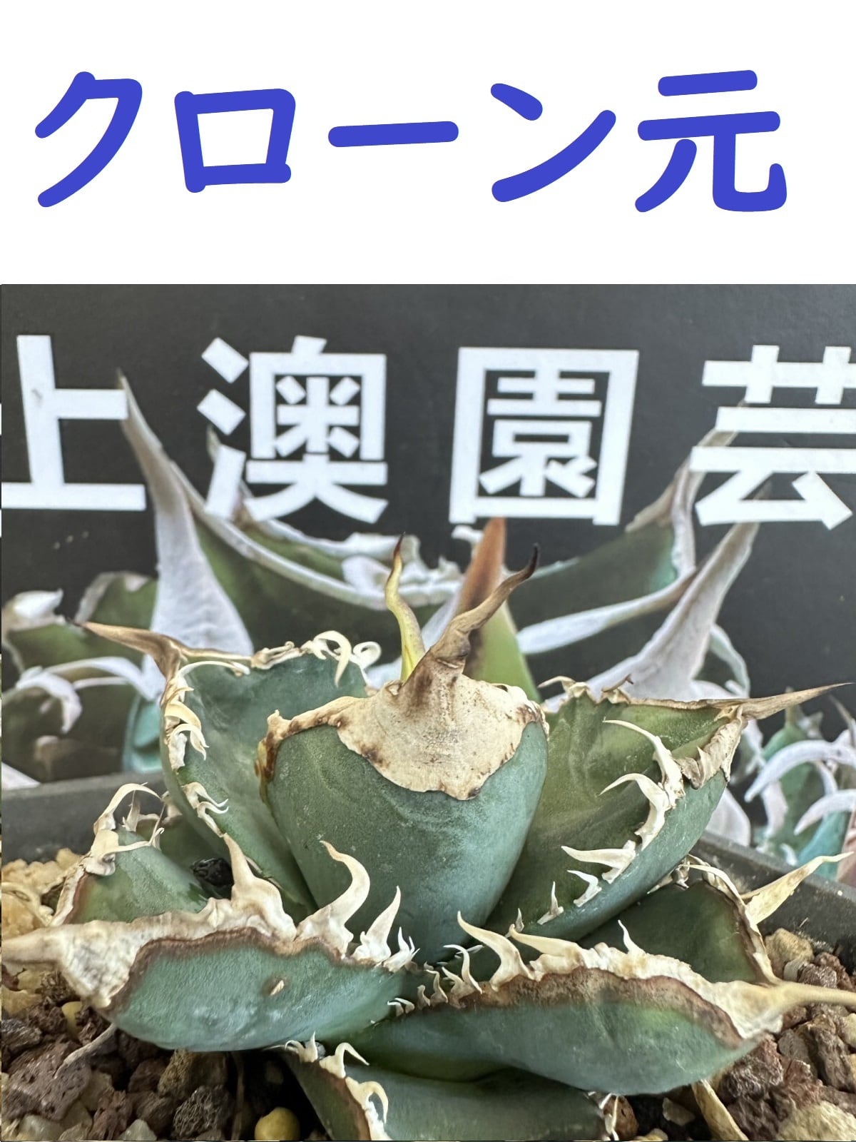 インドネシア 選抜 FO-076 オテロイ スーパーボール チタノタ インドネシア 選抜 FO-076 オテロイ スーパーボール チタノタ