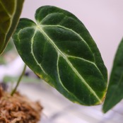 【希少な交配種】アンスリウム・ワロクアーナム × レガレ② / Anthurium warocqueanum × regale / 観葉植物<育て方・花言葉>