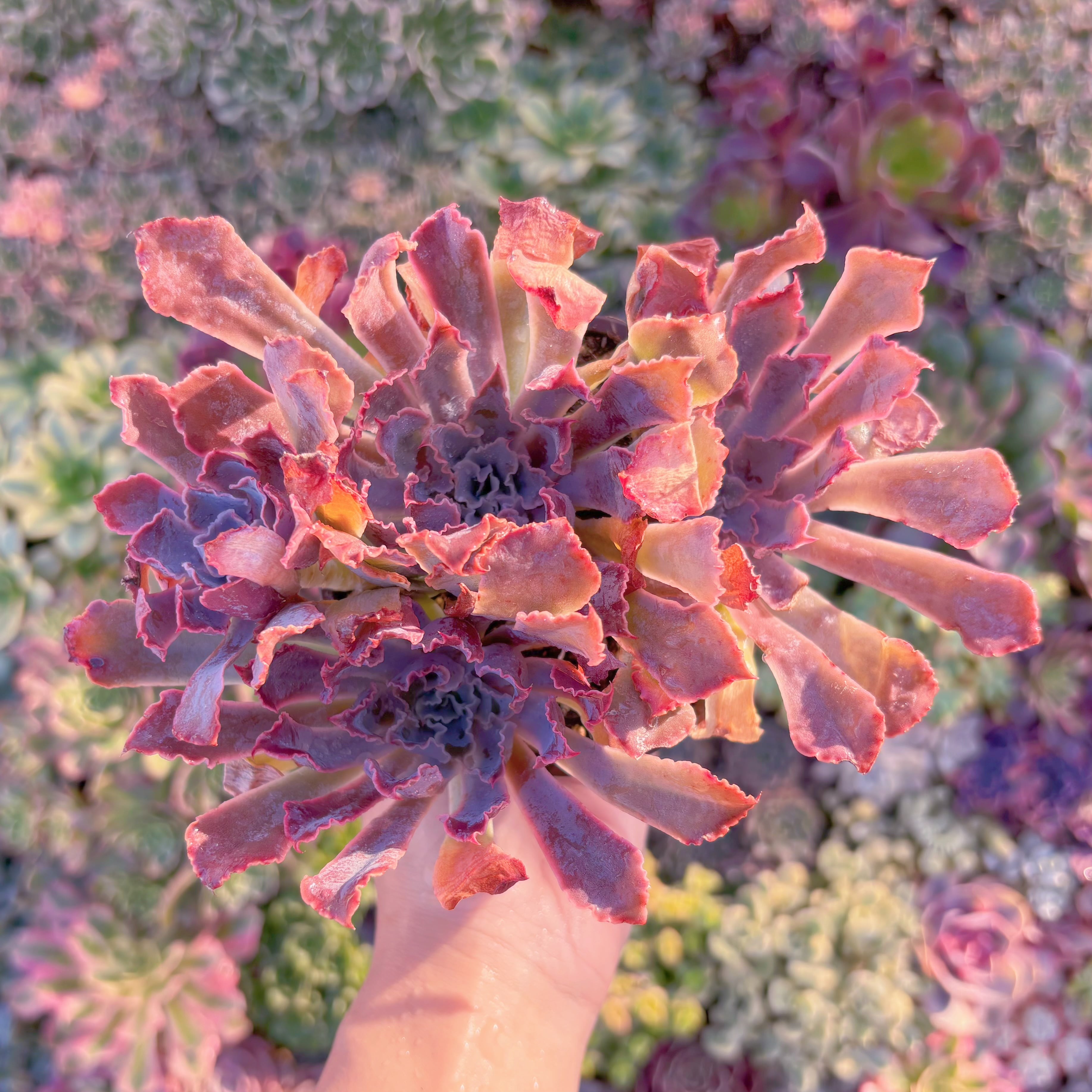 現品　シャビアナ#M101　るる農園