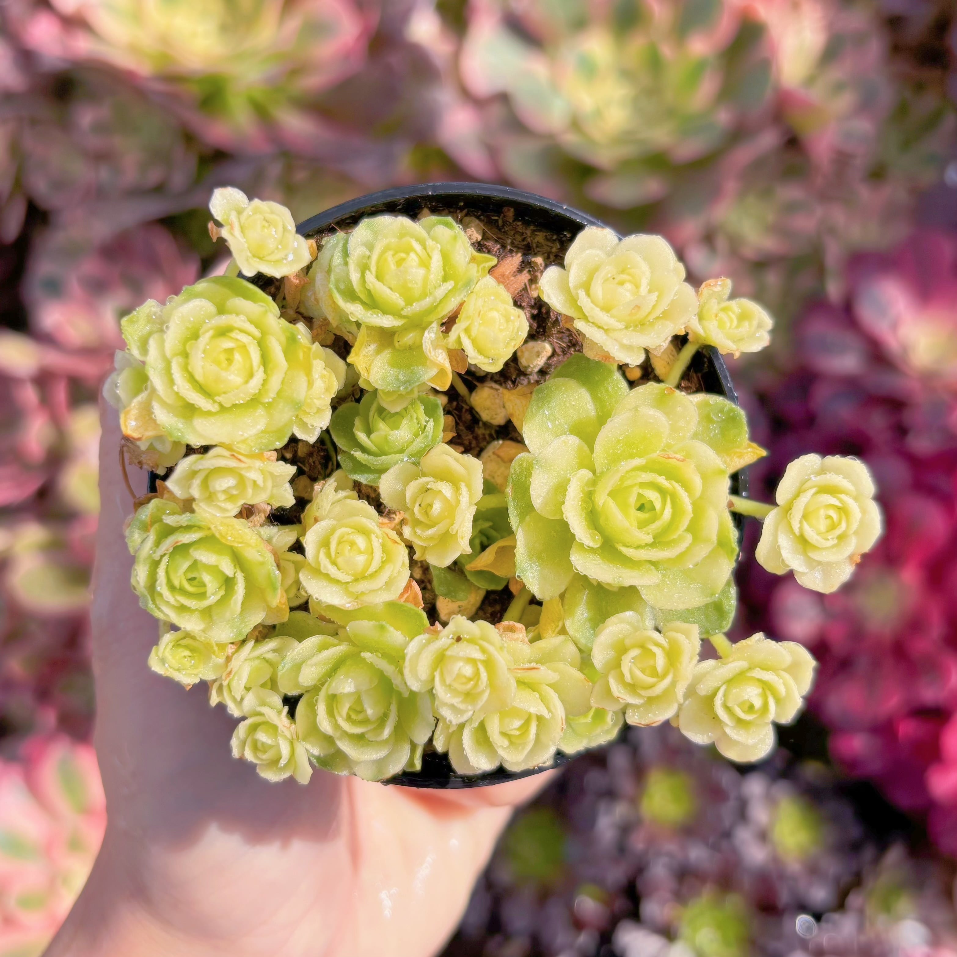 現品　キャッツアイ錦#1137　新入荷　るる農園