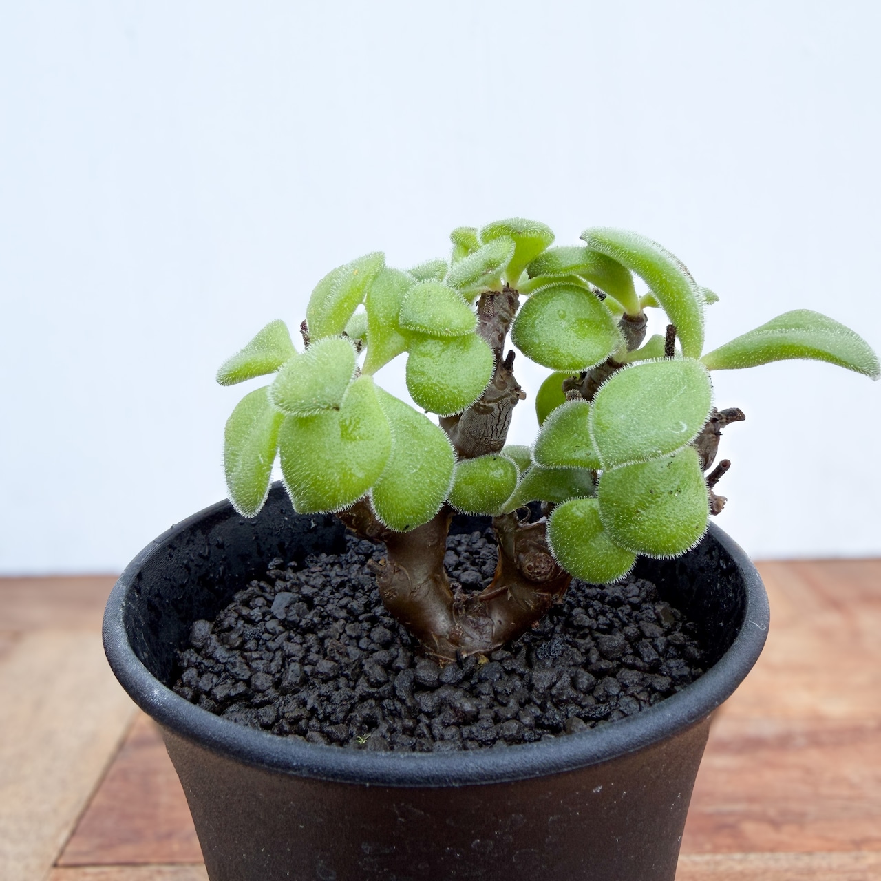 Tylecodon leucothrix【チレコドン・レウコスリクス】