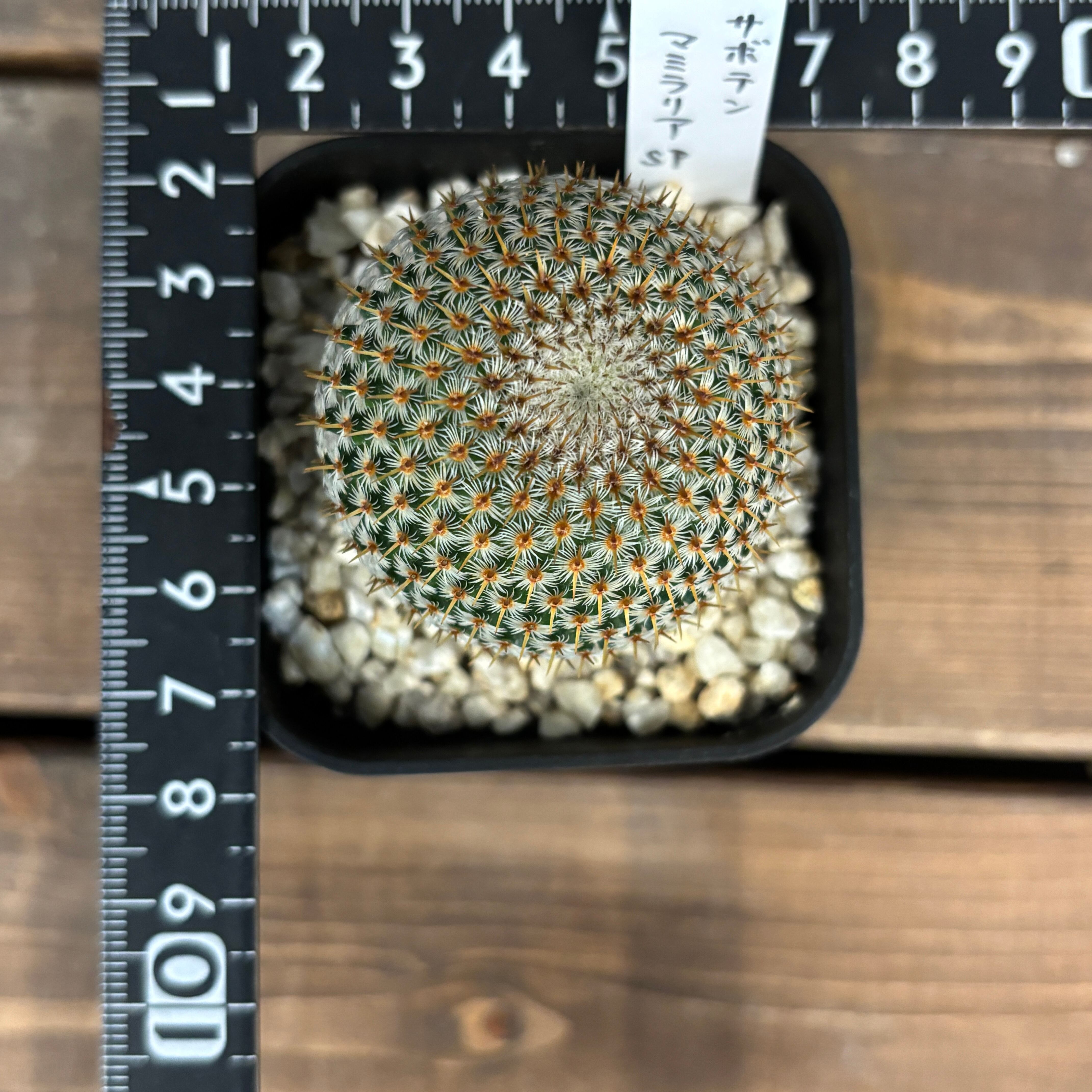 サボテン マミラリア クルシゲラ【845】 | PROTOLEAF プロトリーフ