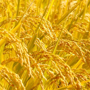 【令和7年産・新米】きわだつ大粒！【極】白米・2kg　特別栽培米　こぴっと米