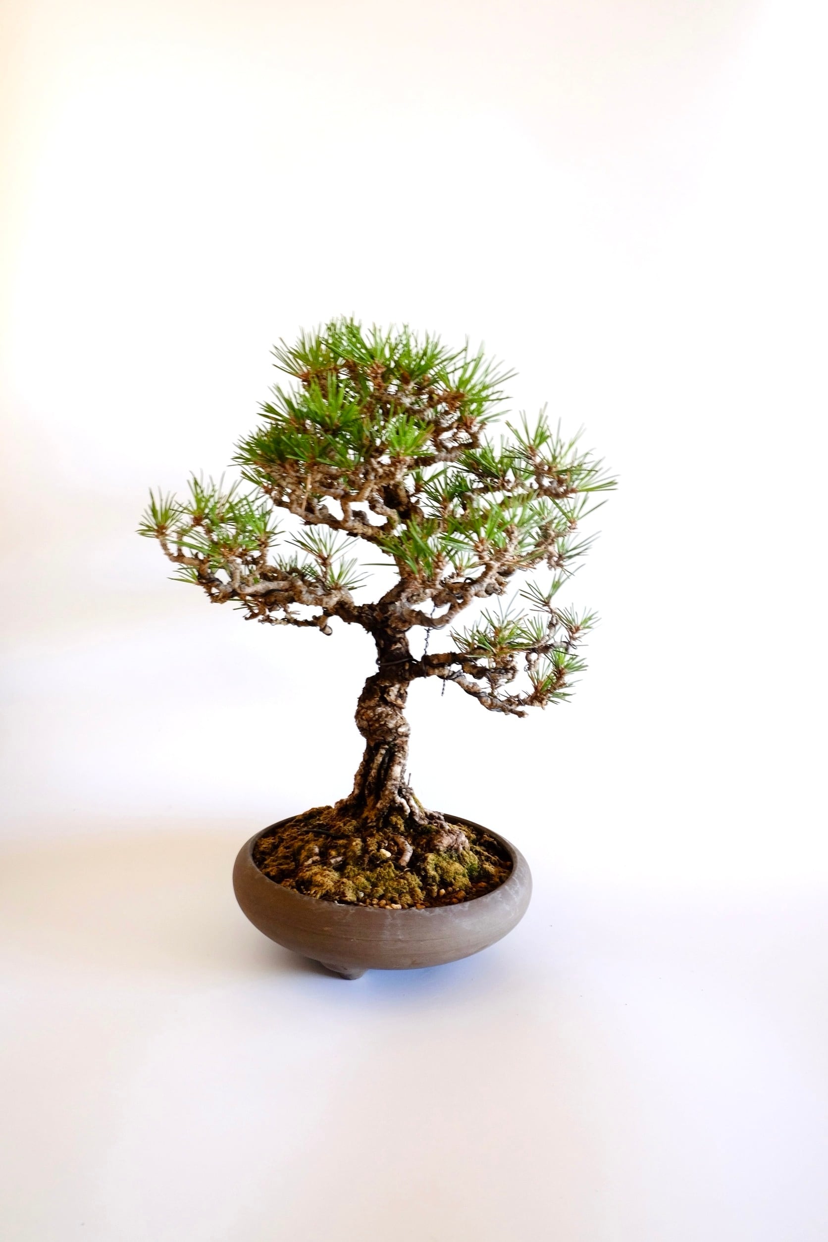 5. 黒松 Kuromatsu (Black pine) | BONSAI CLUB TOKYO