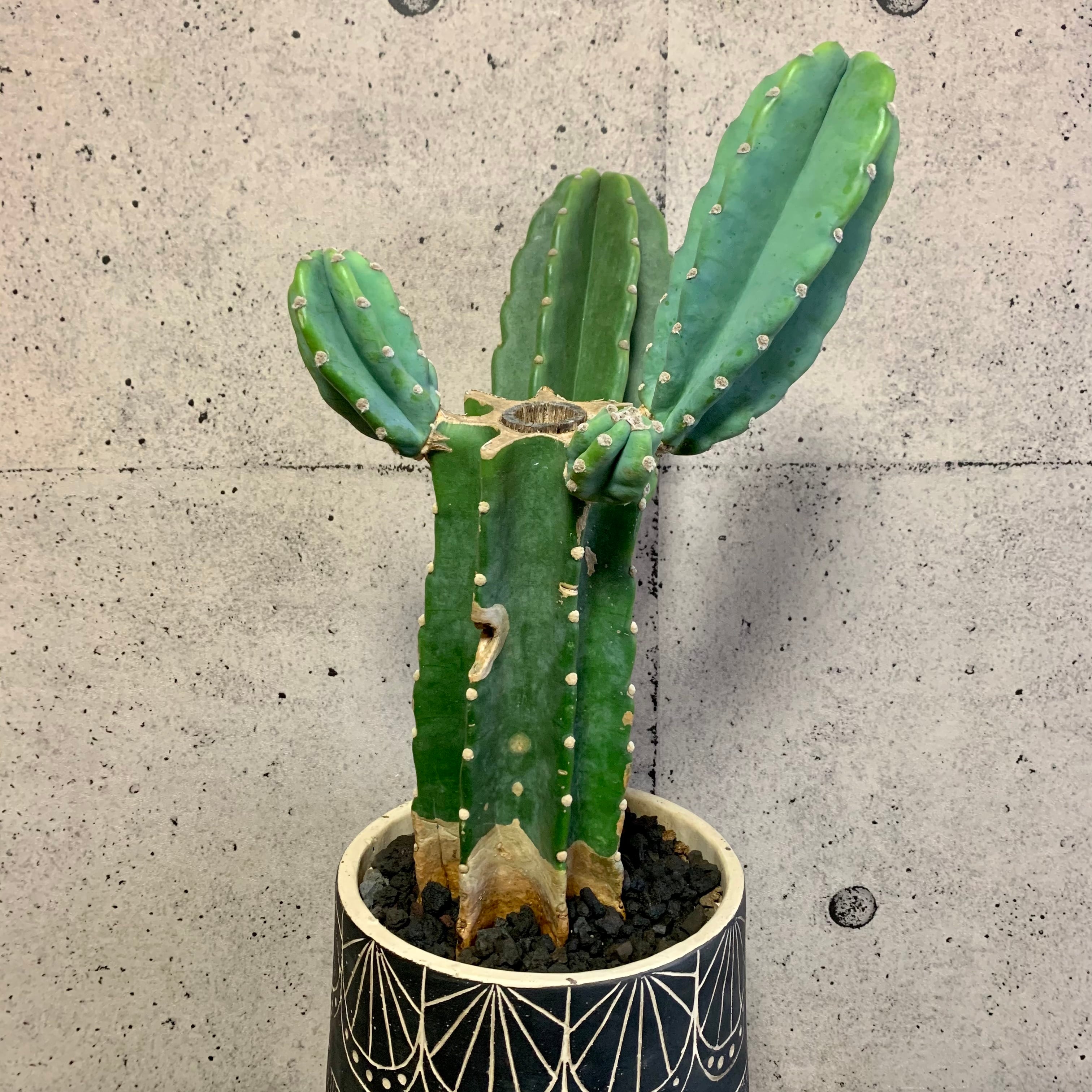 柱サボテン ブランチ 鬼面角 Planet Plants プラネットプランツ 柱サボテン ブランチ 鬼面角 Planet Plants プラネットプランツ
