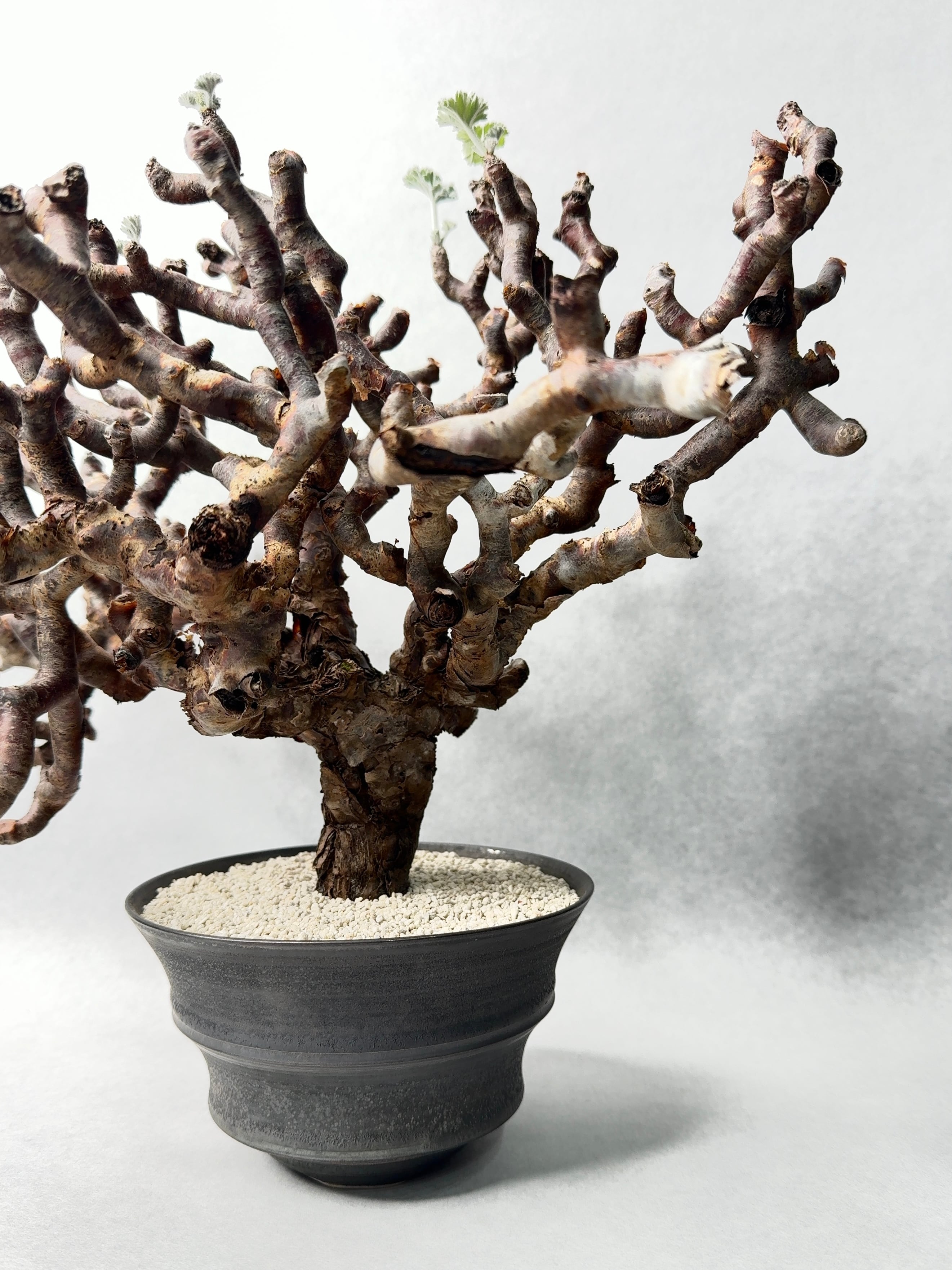 ペラルゴニウム ミラビレ sb-171-2-