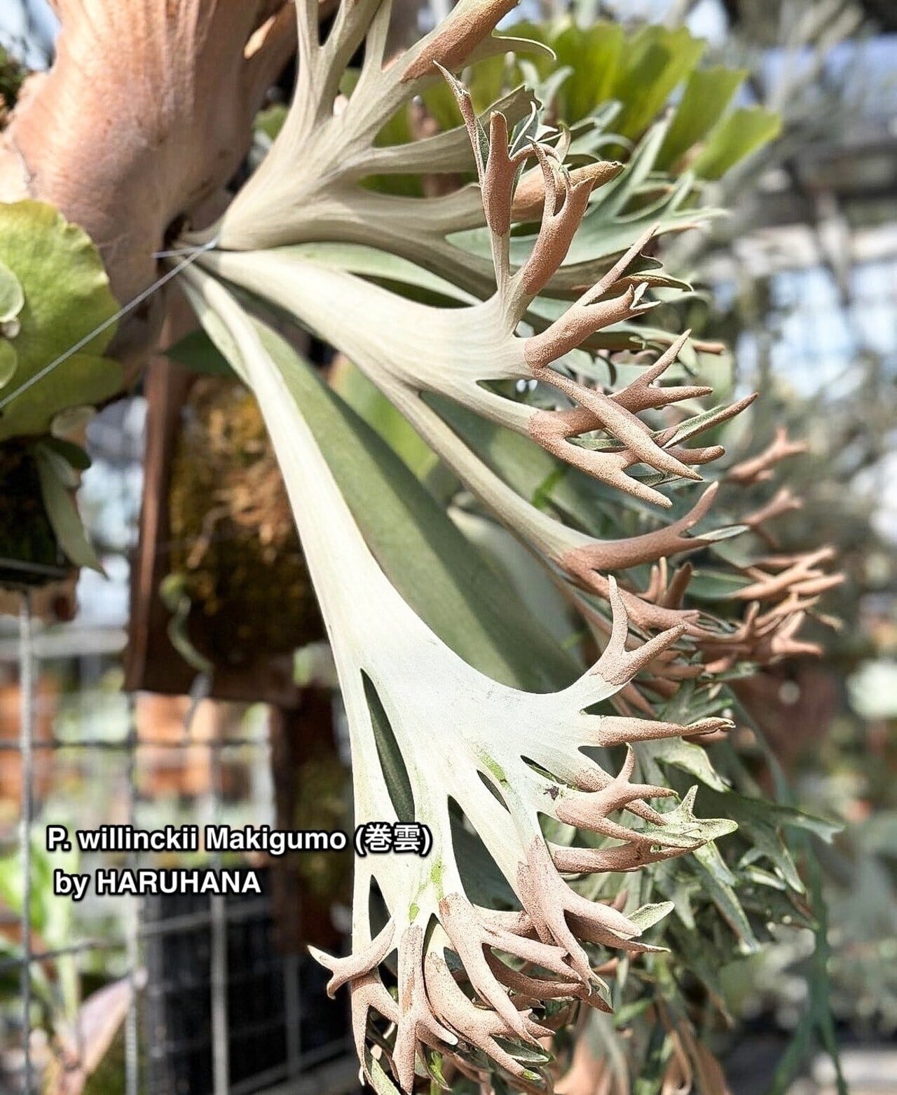 P. willinckii cv. Indo white (pup) | naturefix