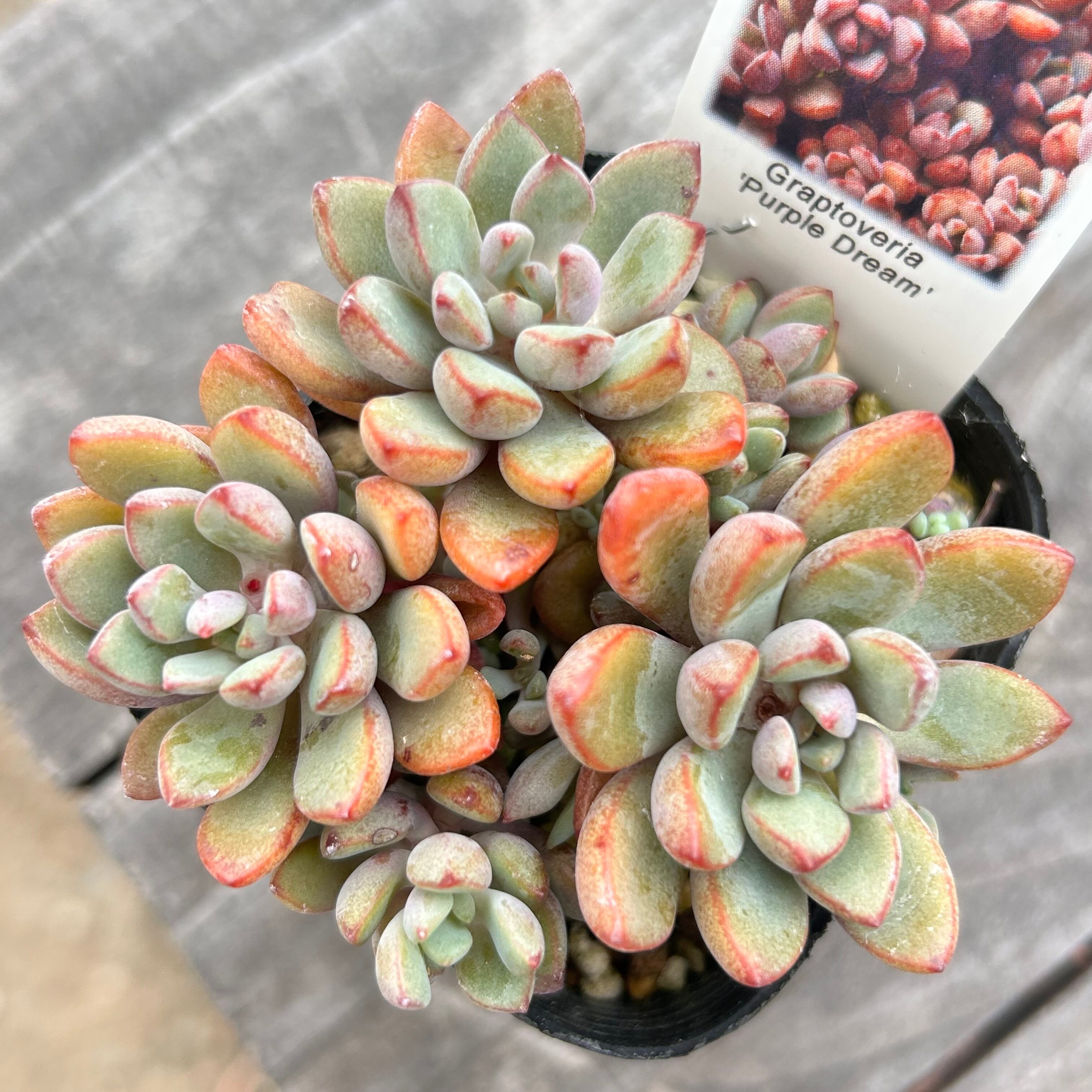 パープルドリーム グラプトベリア | RuPo 多肉植物専門店