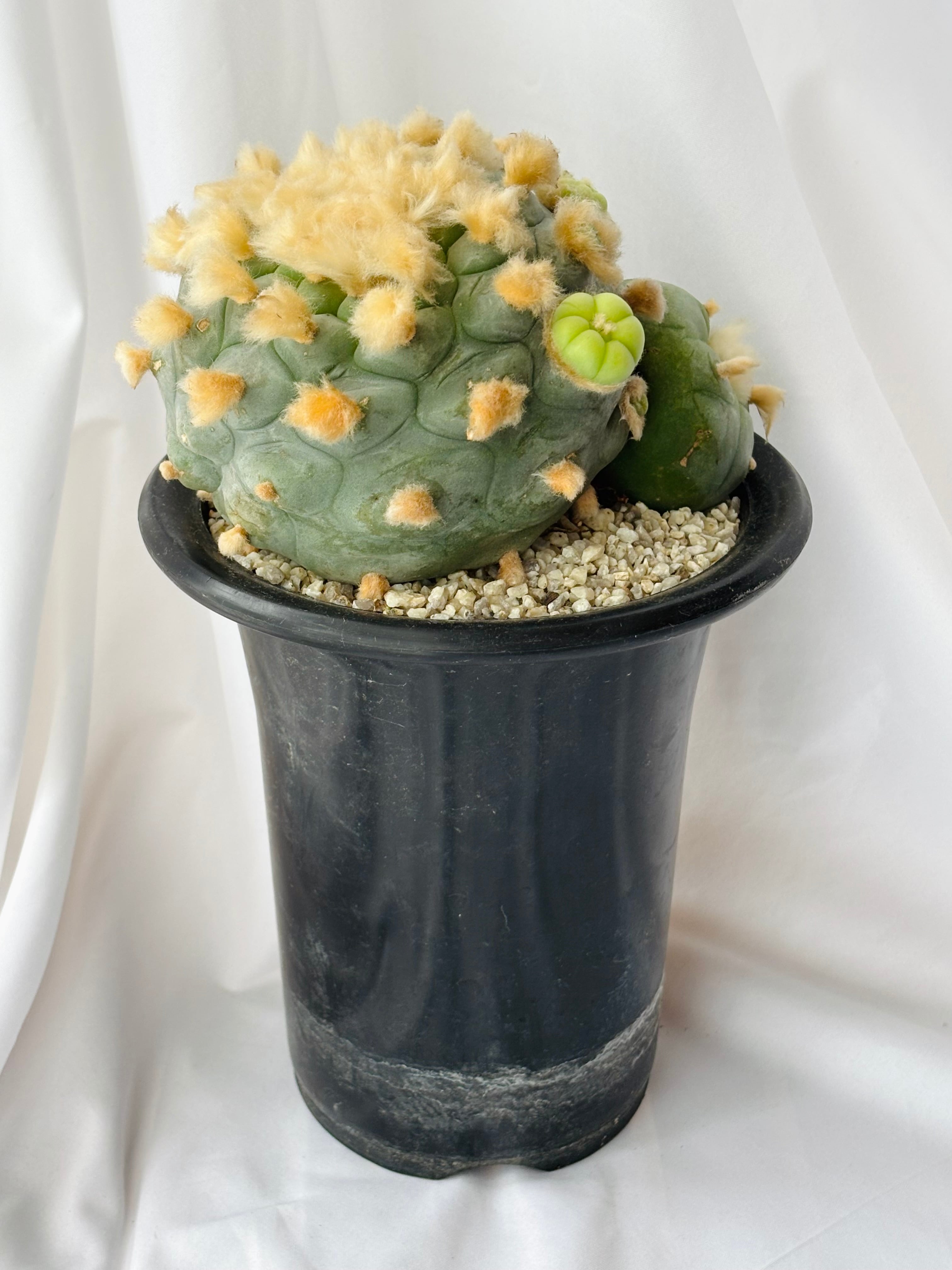 Lophophora diffusa ロフォフォラ 翠冠玉 大疣多毛タイプ