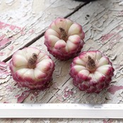 カット苗 シャーロットローズ Echeveria 'Sharlot Rose'